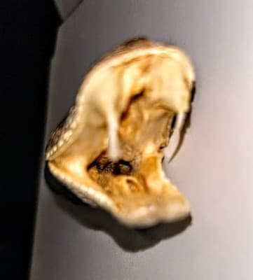 Western Diamondback Rattlesnake Handle / 4 inch Obsidian Rock Blade Knife - Thumbnail 3