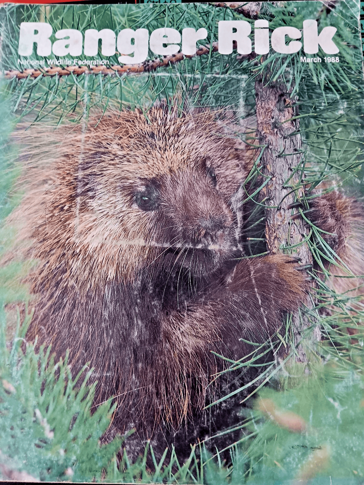 Ranger Rick Magazine(s) National Wildlife Federation - Thumbnail 3