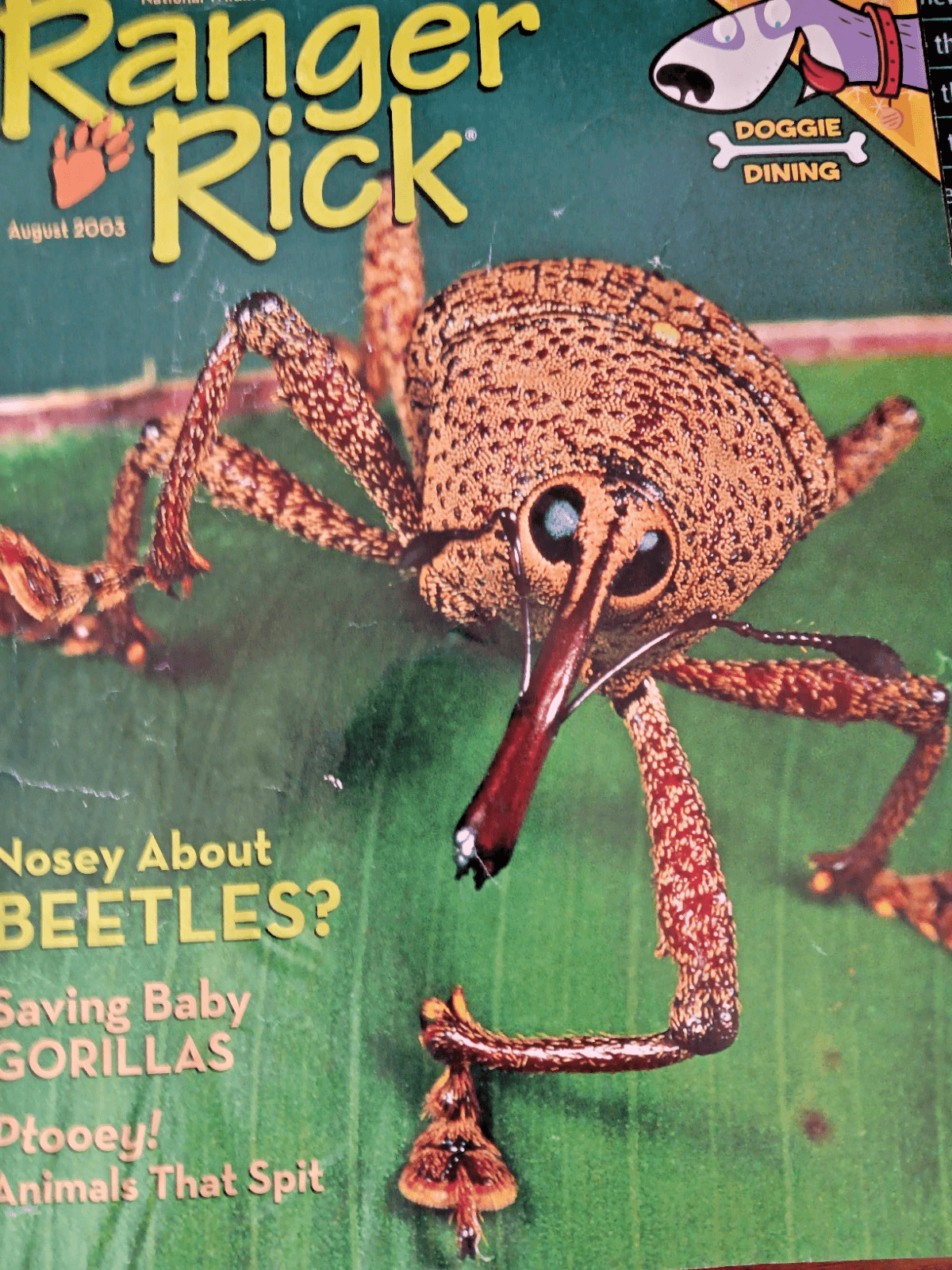 Ranger Rick Magazine(s) National Wildlife Federation - Thumbnail 5