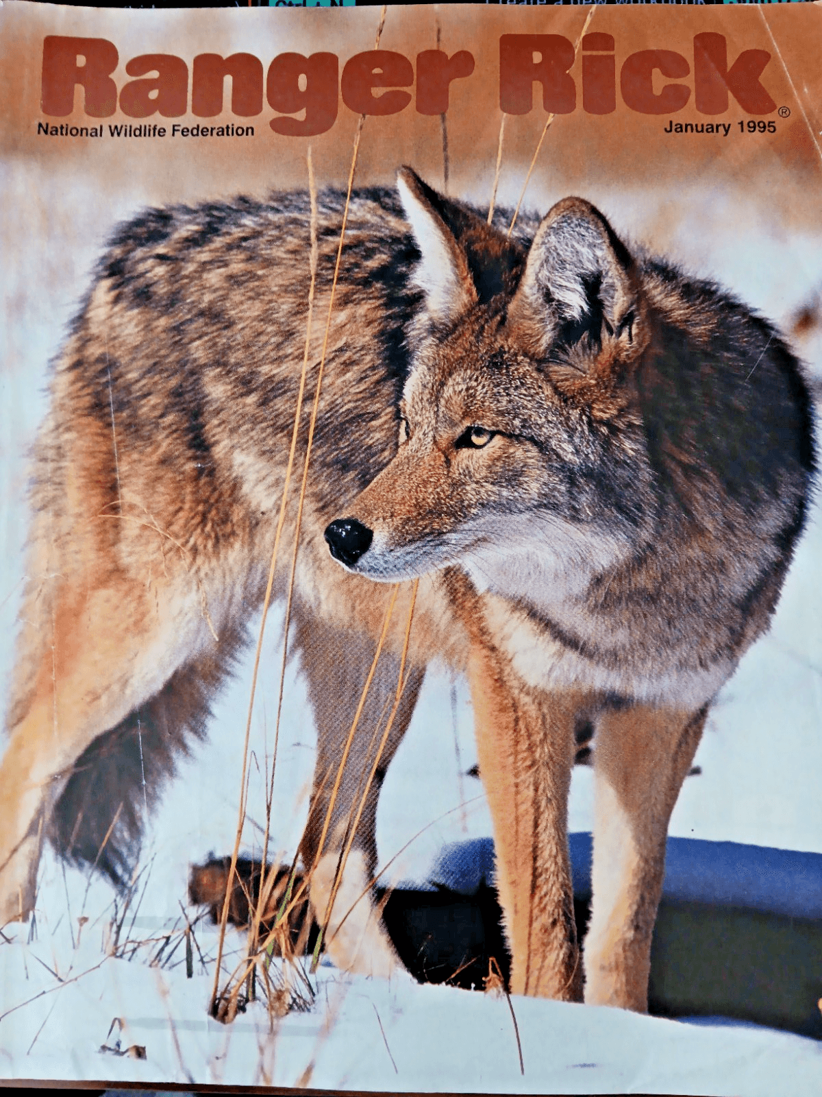 Ranger Rick Magazine(s) National Wildlife Federation - Image 1