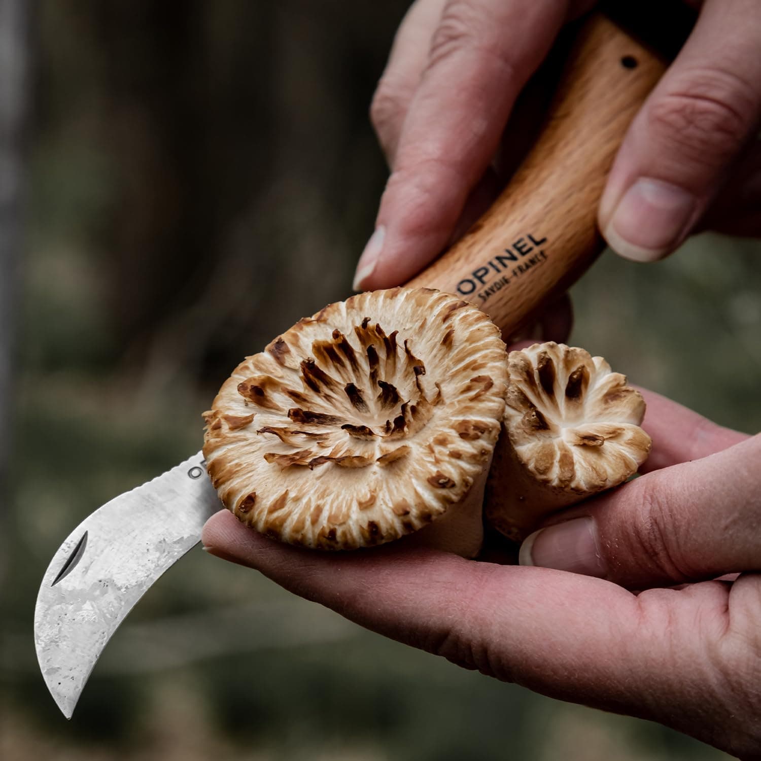 Opinel No. 08 Mushroom Knife - Beechwood Handle, Sandvik Steel, Integrated Brush - Thumbnail 8