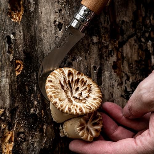 Opinel No. 08 Mushroom Knife - Beechwood Handle, Sandvik Steel, Integrated Brush - Thumbnail 10
