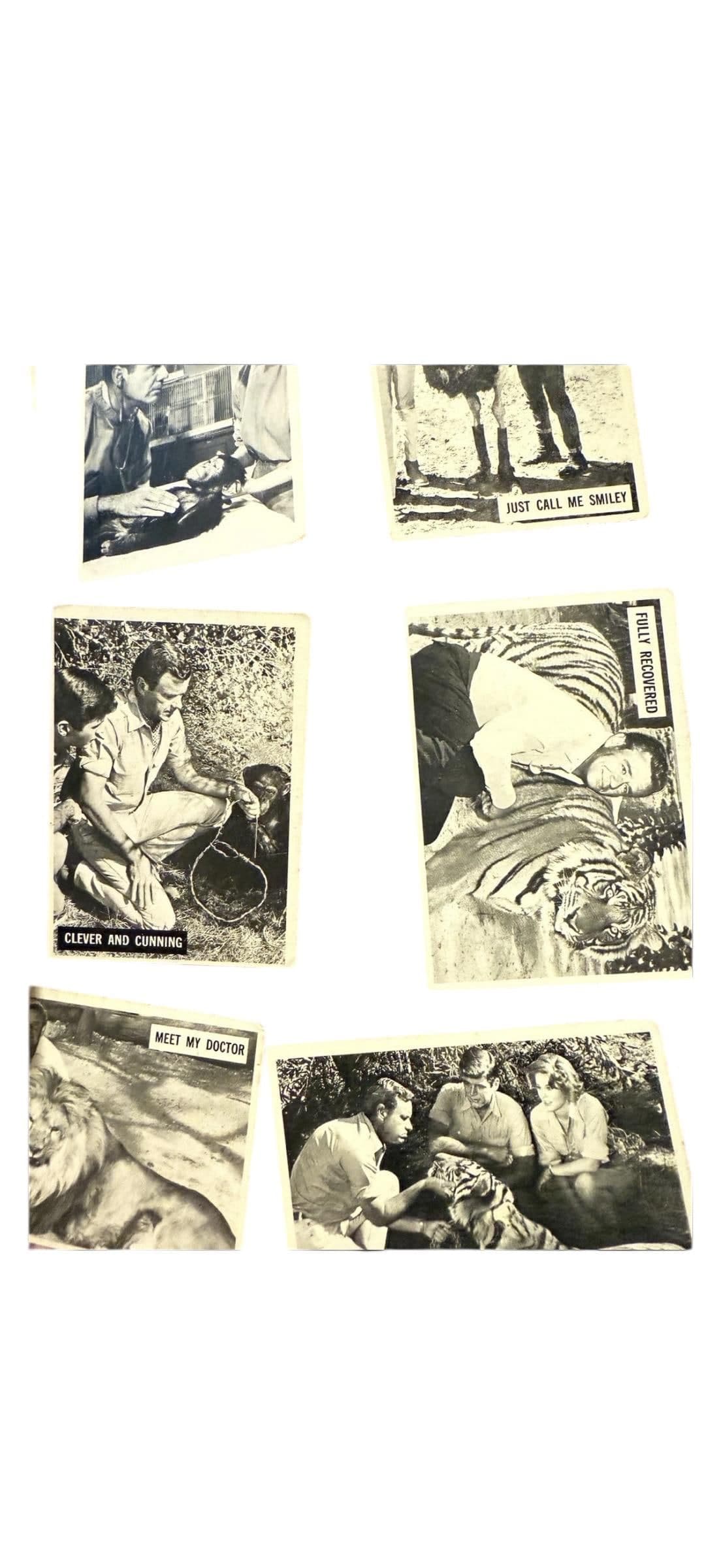 966 Donruss Daktari TV Show Trading Cards Lot of 11 – Vintage Black & White - Thumbnail 4