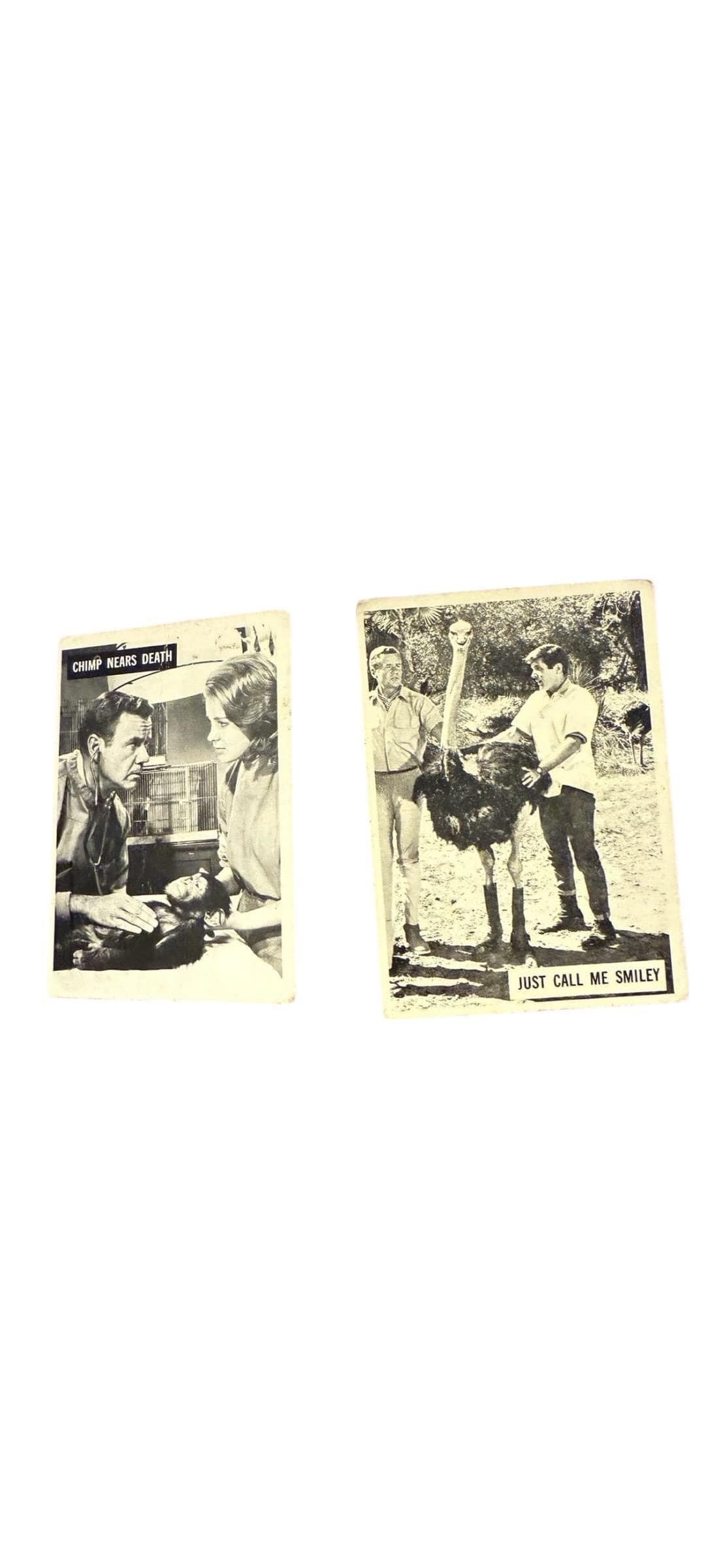 966 Donruss Daktari TV Show Trading Cards Lot of 11 – Vintage Black & White - Thumbnail 3