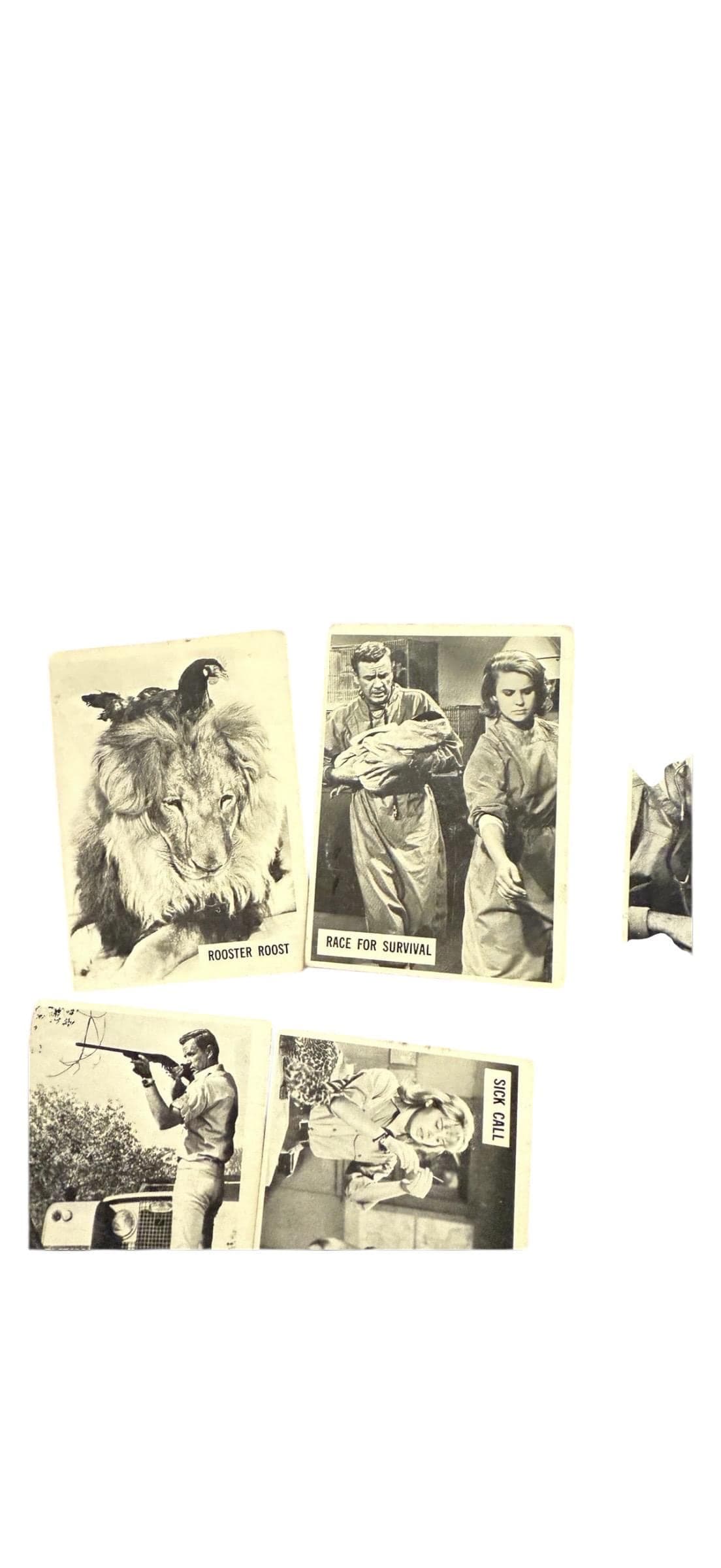 966 Donruss Daktari TV Show Trading Cards Lot of 11 – Vintage Black & White - Thumbnail 2