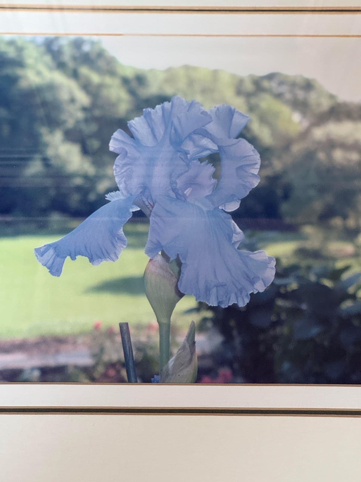 Custom Framed Blue Iris Photograph - Thumbnail 6
