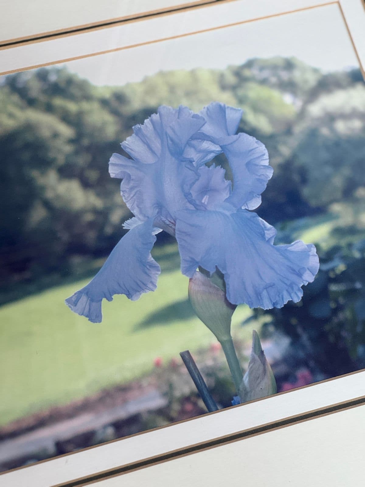 Custom Framed Blue Iris Photograph - Thumbnail 5