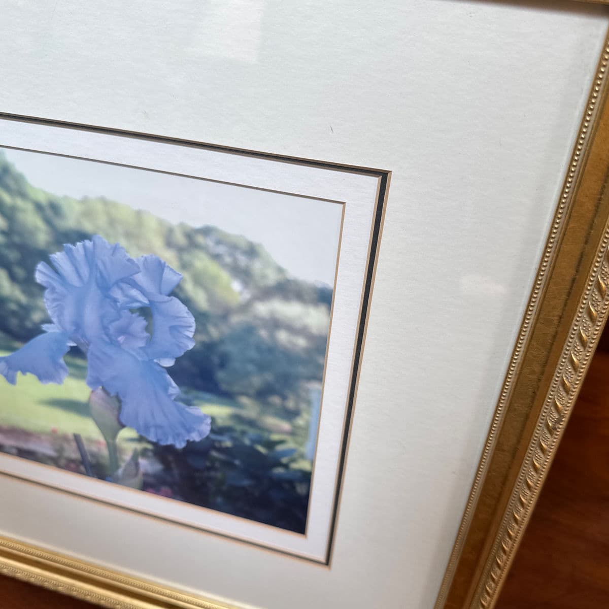 Custom Framed Blue Iris Photograph - Thumbnail 12