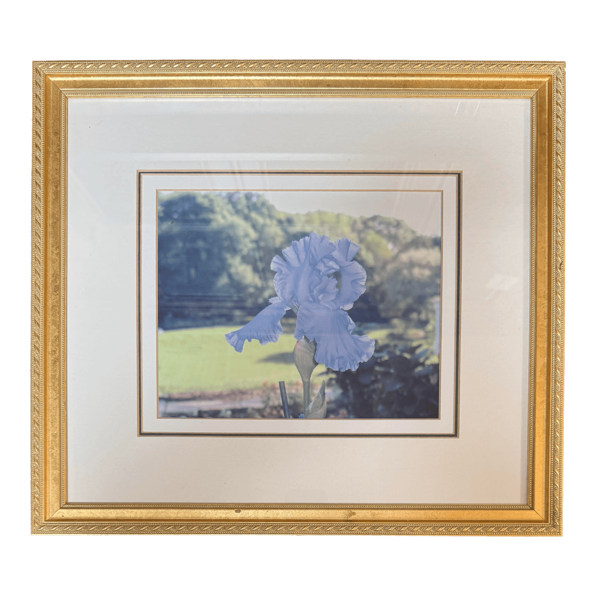 Custom Framed Blue Iris Photograph - Thumbnail 2