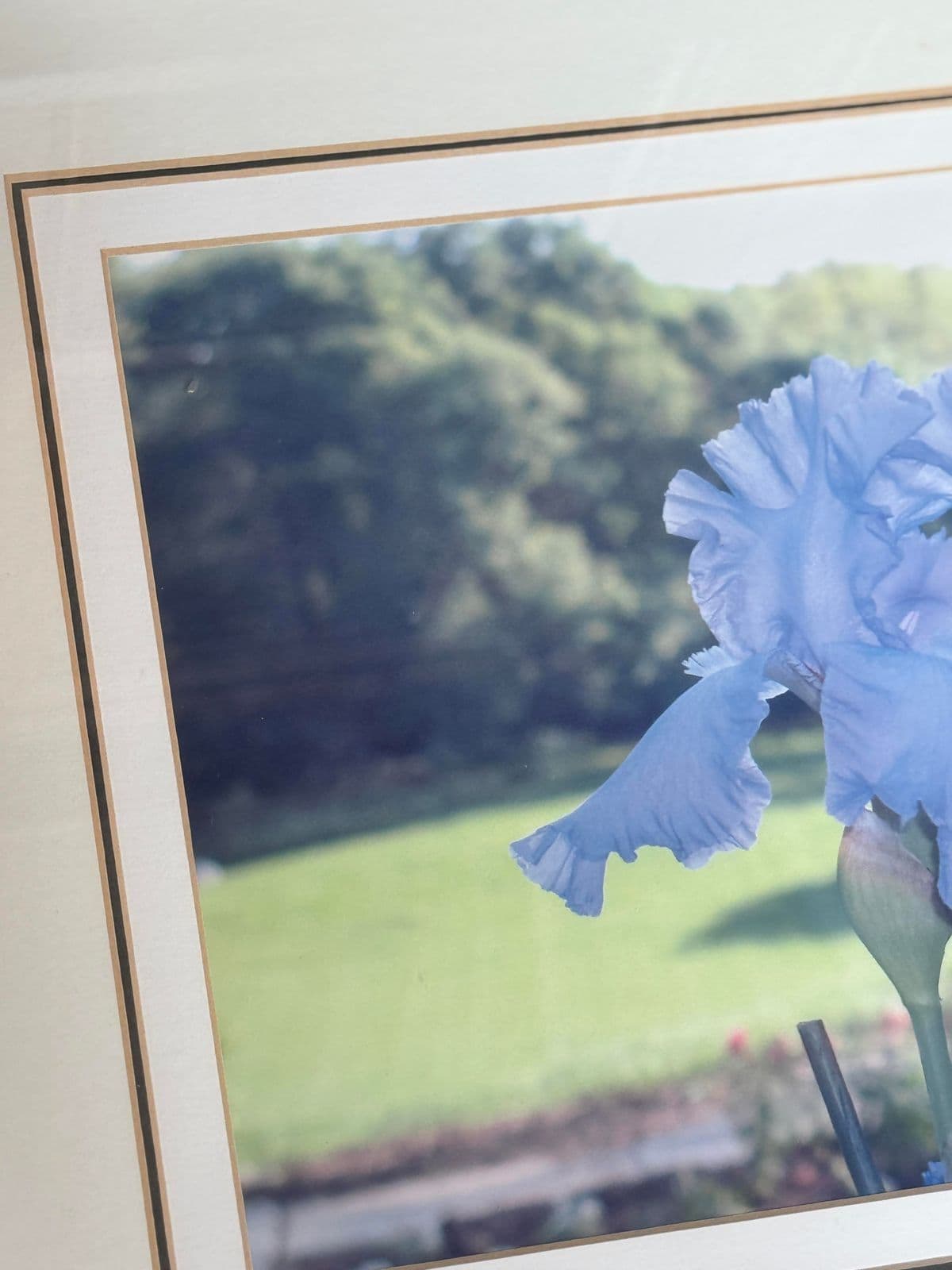 Custom Framed Blue Iris Photograph - Thumbnail 3