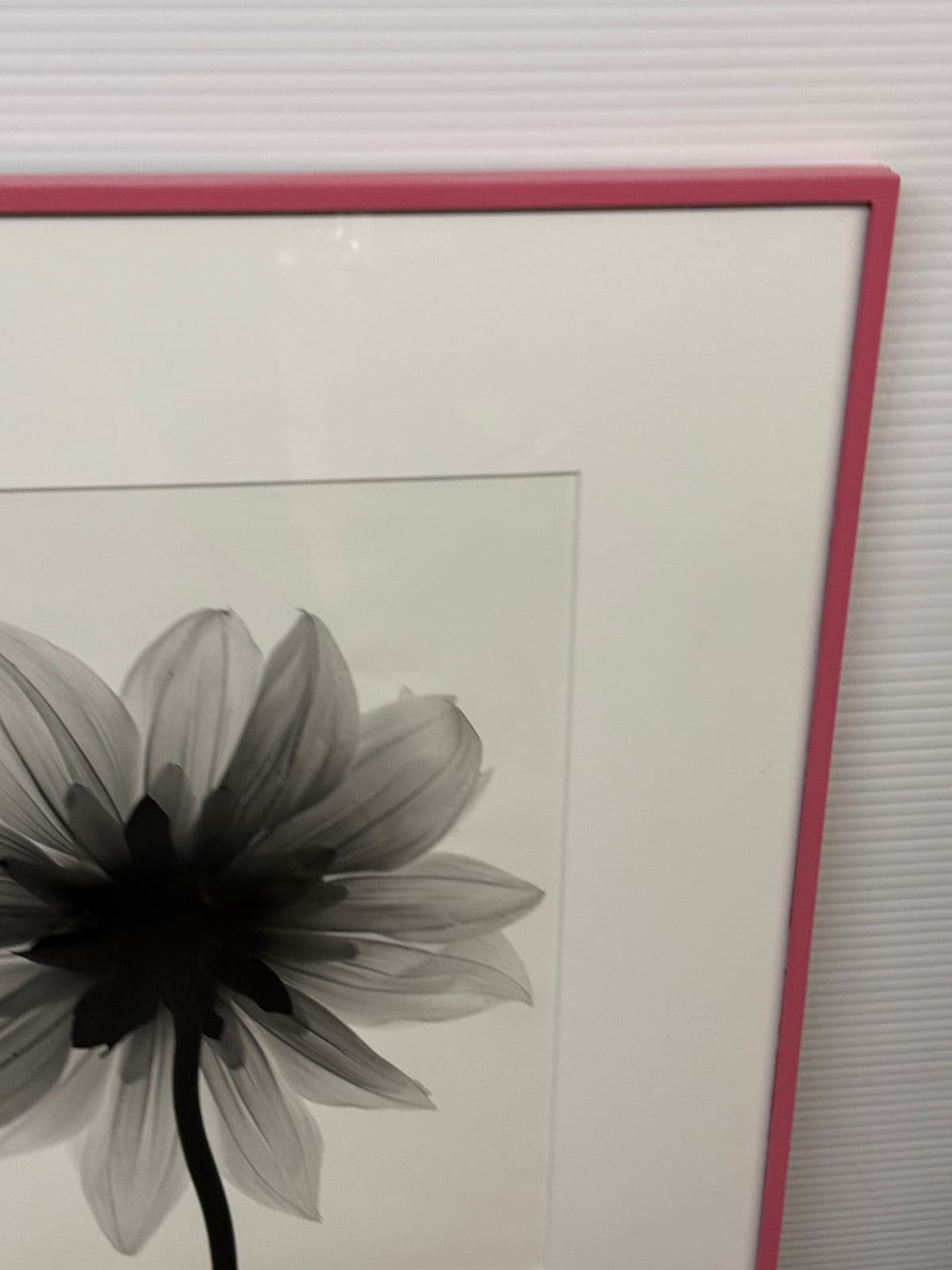Circa 2004 Stefano Massei "Daisy" B/W Photograph, Framed - Thumbnail 6