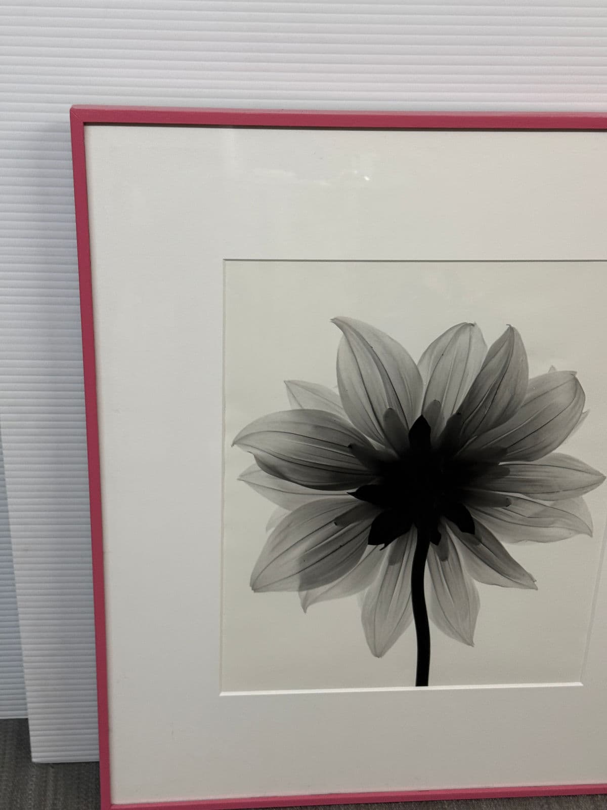 Circa 2004 Stefano Massei "Daisy" B/W Photograph, Framed - Thumbnail 7
