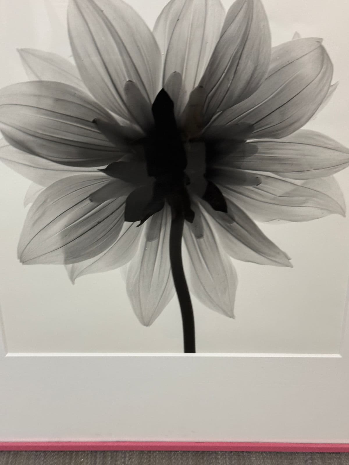 Circa 2004 Stefano Massei "Daisy" B/W Photograph, Framed - Thumbnail 5