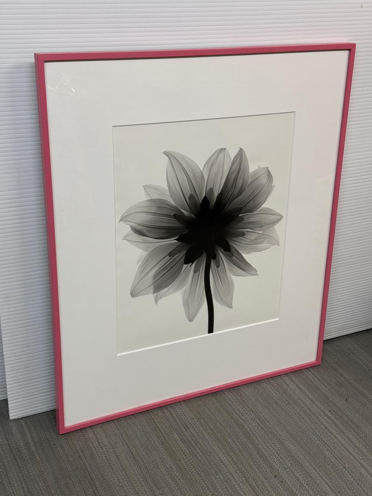 Circa 2004 Stefano Massei "Daisy" B/W Photograph, Framed - Thumbnail 3