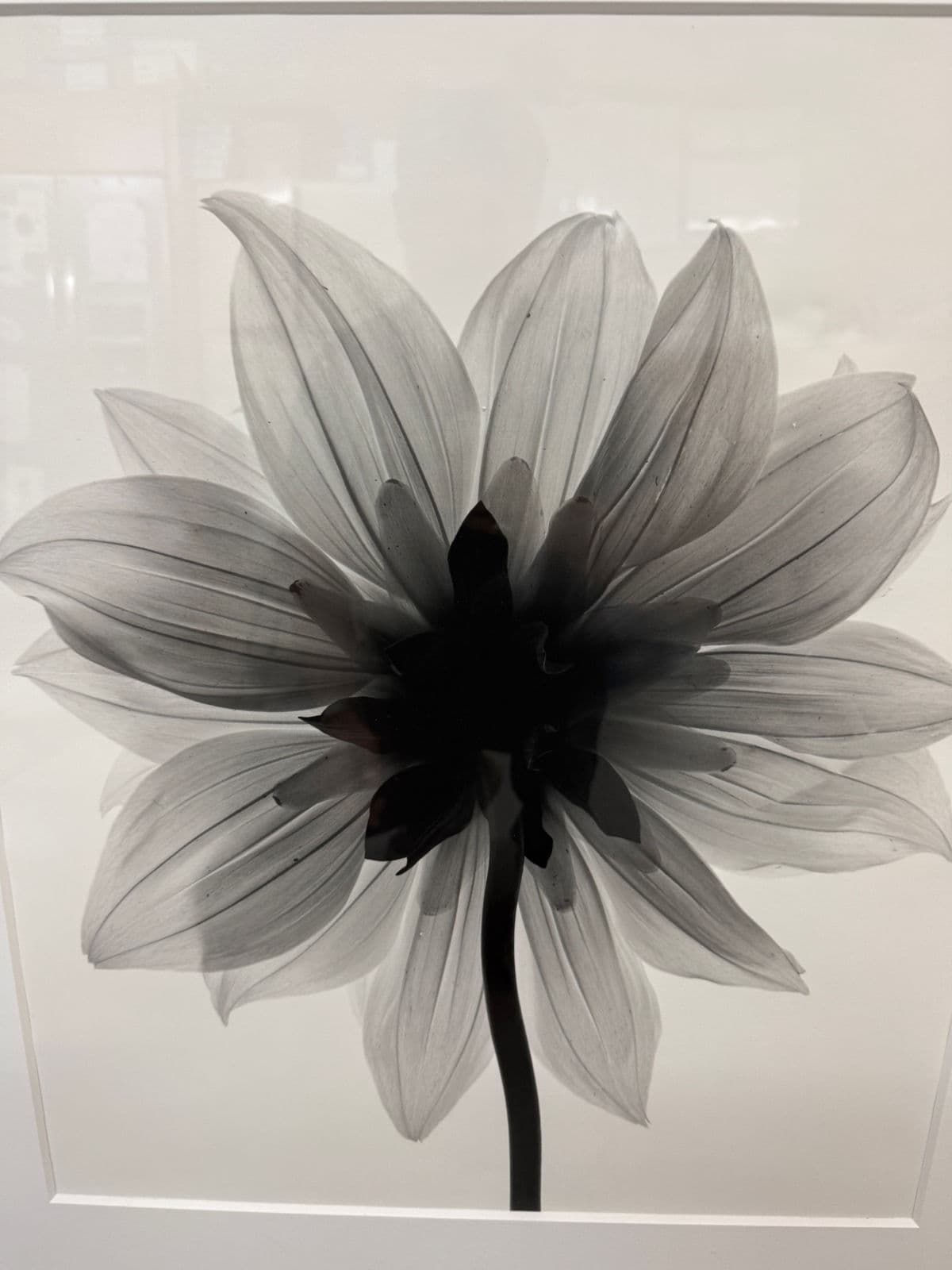 Circa 2004 Stefano Massei "Daisy" B/W Photograph, Framed - Thumbnail 10