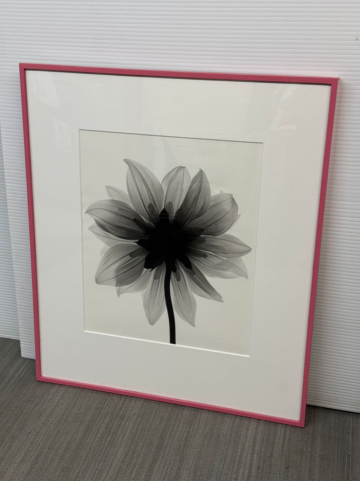 Circa 2004 Stefano Massei "Daisy" B/W Photograph, Framed - Thumbnail 4