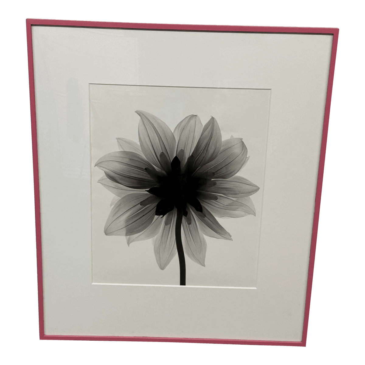 Circa 2004 Stefano Massei "Daisy" B/W Photograph, Framed - Thumbnail 2