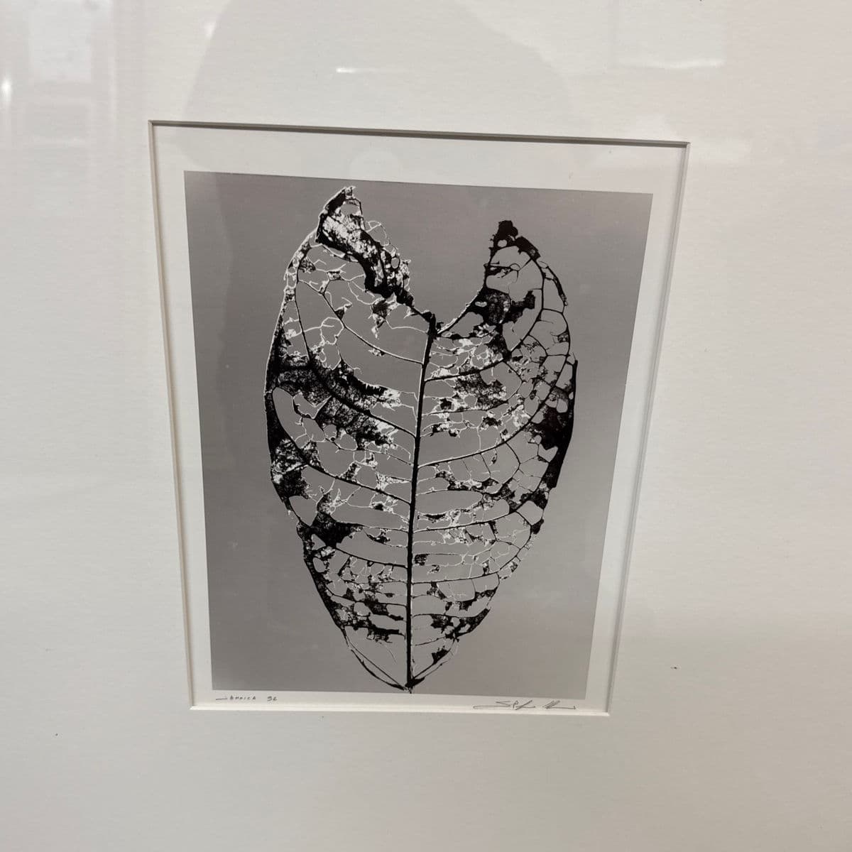 Circa 1992 Stefano Massei's "Jamaica" Leaf, Print - Thumbnail 13