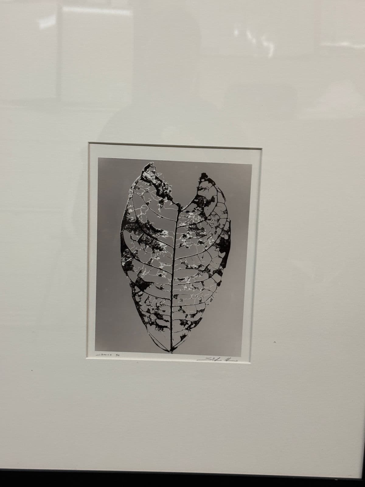 Circa 1992 Stefano Massei's "Jamaica" Leaf, Print - Thumbnail 11