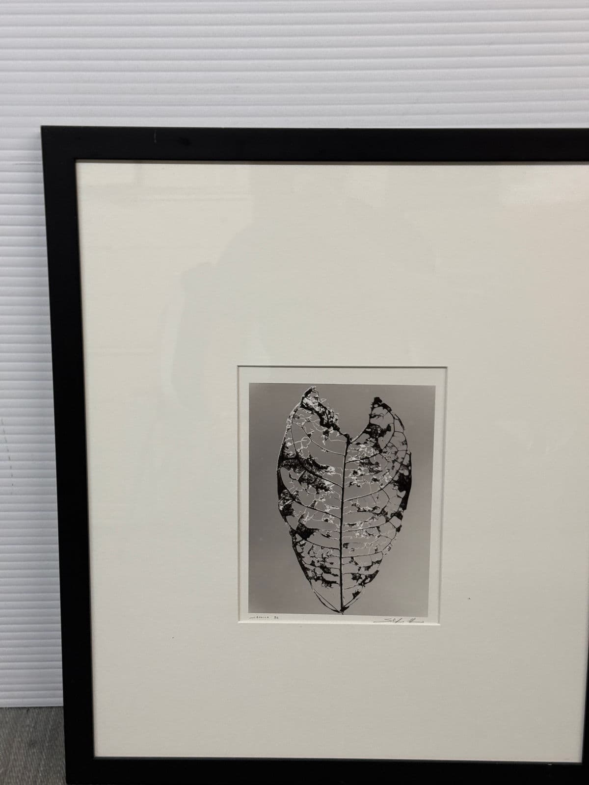 Circa 1992 Stefano Massei's "Jamaica" Leaf, Print - Thumbnail 12