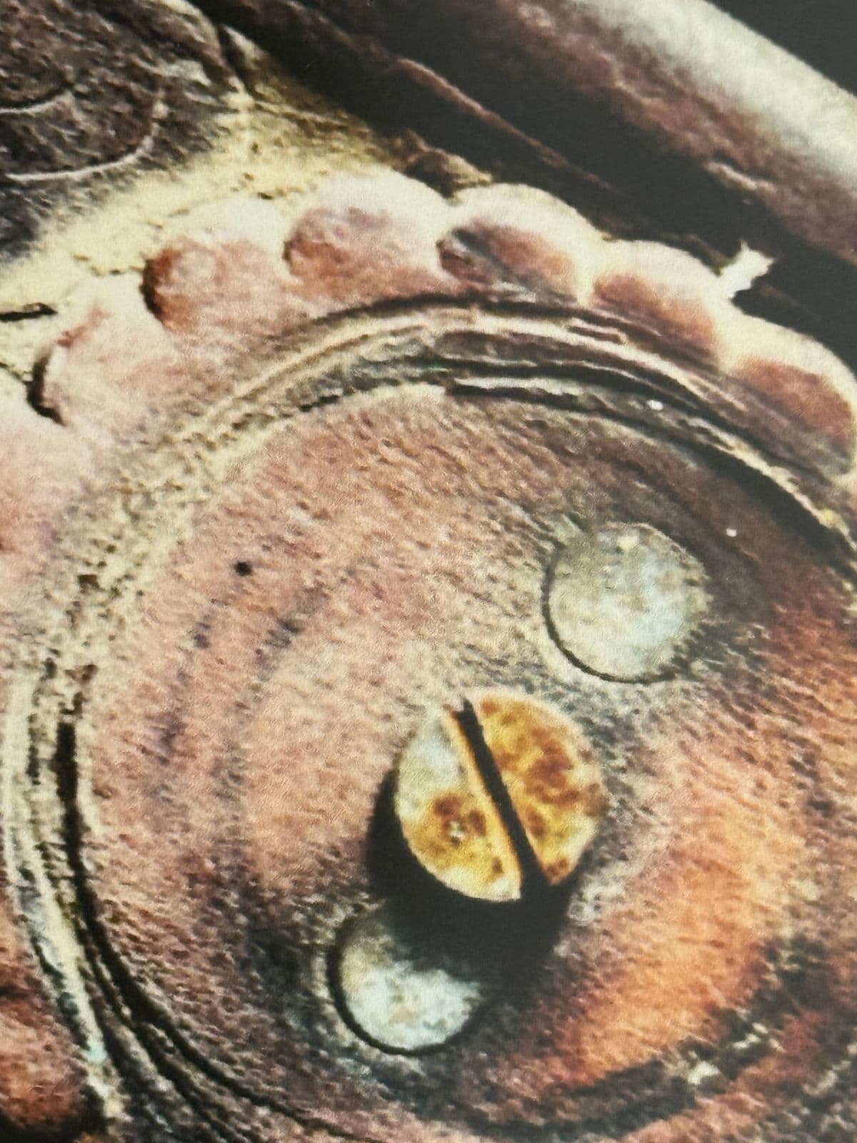 Color Photograph of Leather Tooled Saddle, Framed - Thumbnail 11