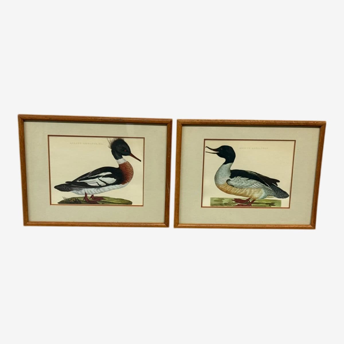 Jan Christian Sepp Merganser Duck Engraving Reproductions, Pair - Image 1