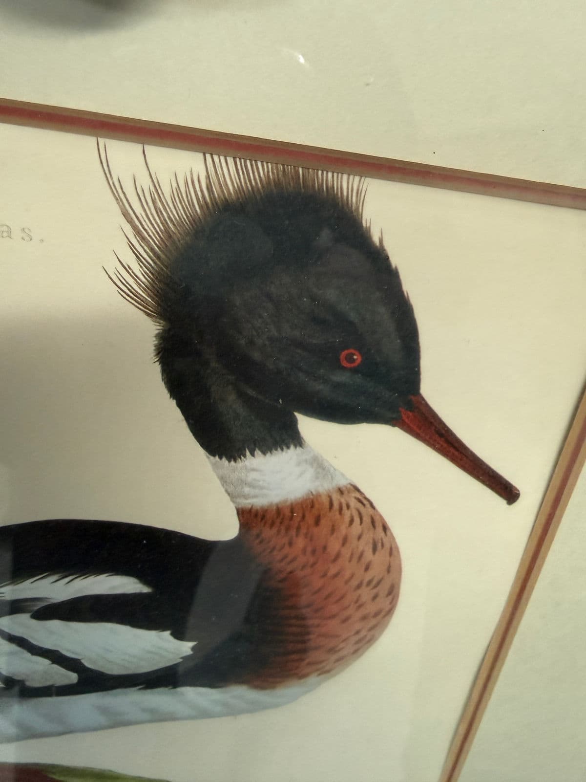 Jan Christian Sepp Merganser Duck Engraving Reproductions, Pair - Thumbnail 7