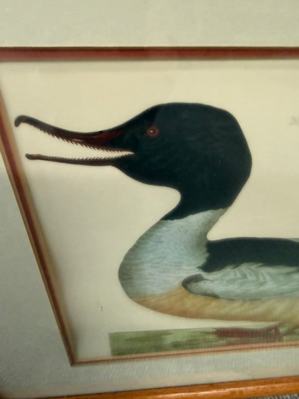 Jan Christian Sepp Merganser Duck Engraving Reproductions, Pair - Thumbnail 6