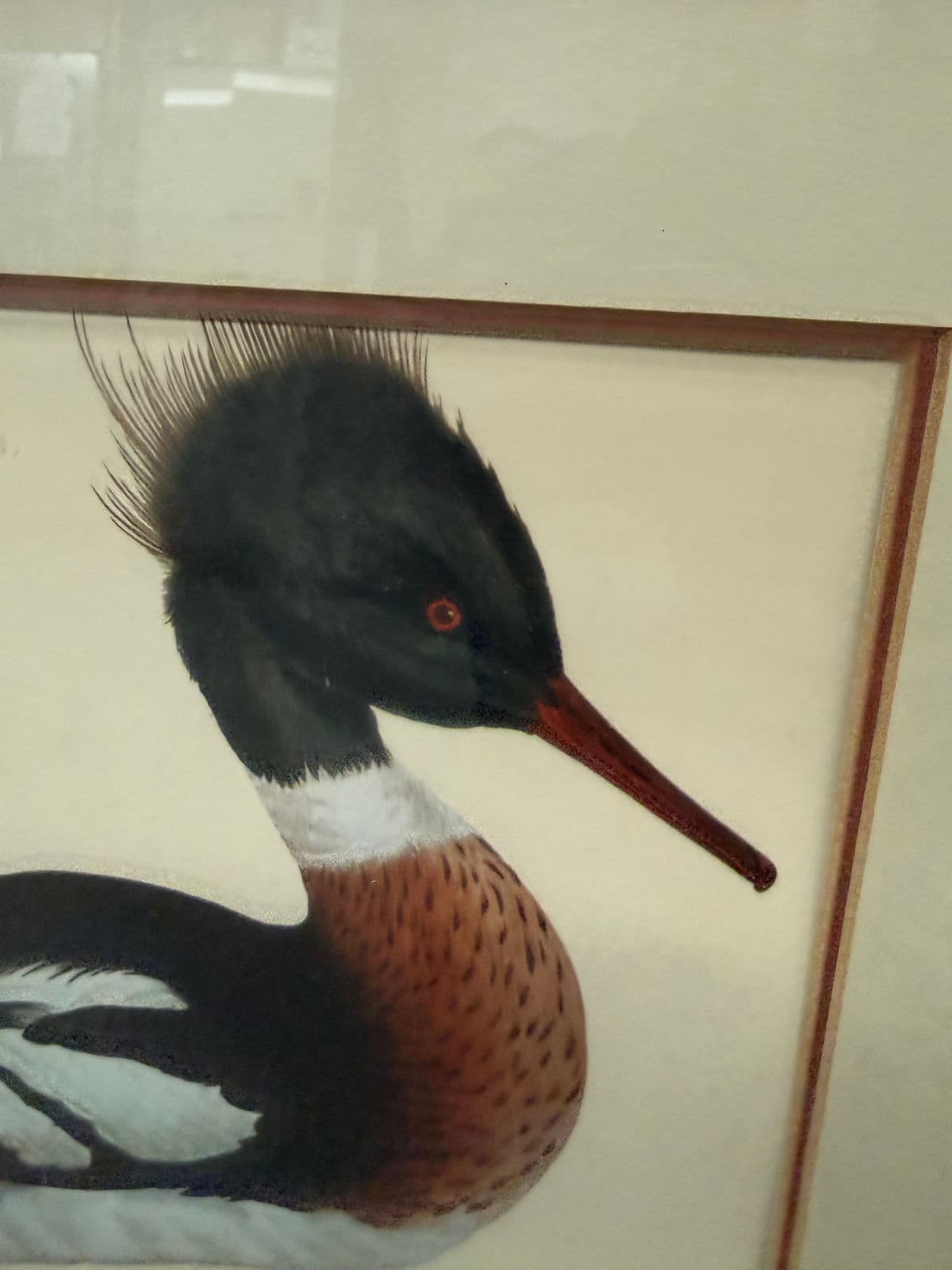 Jan Christian Sepp Merganser Duck Engraving Reproductions, Pair - Thumbnail 9