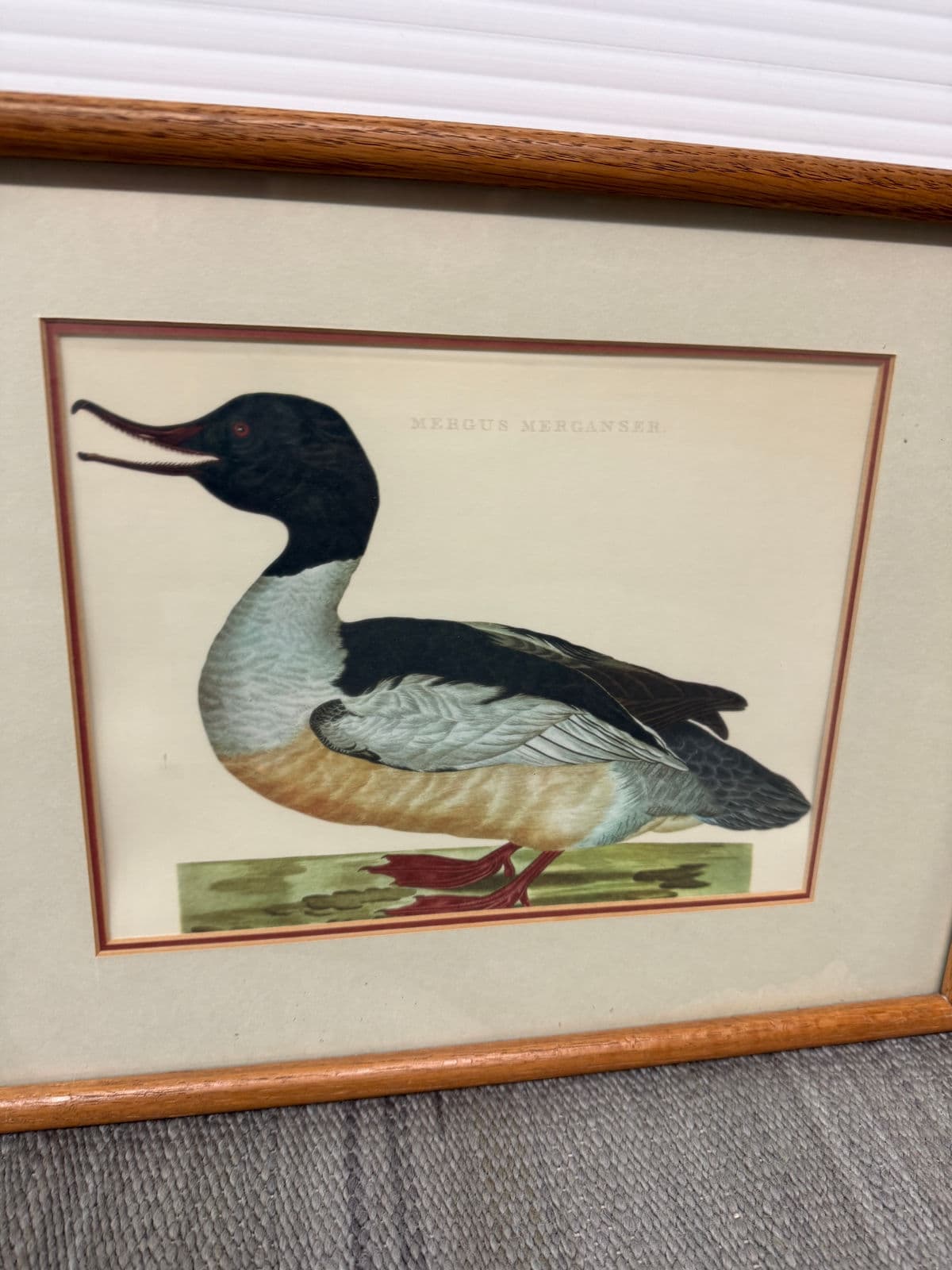 Jan Christian Sepp Merganser Duck Engraving Reproductions, Pair - Thumbnail 5