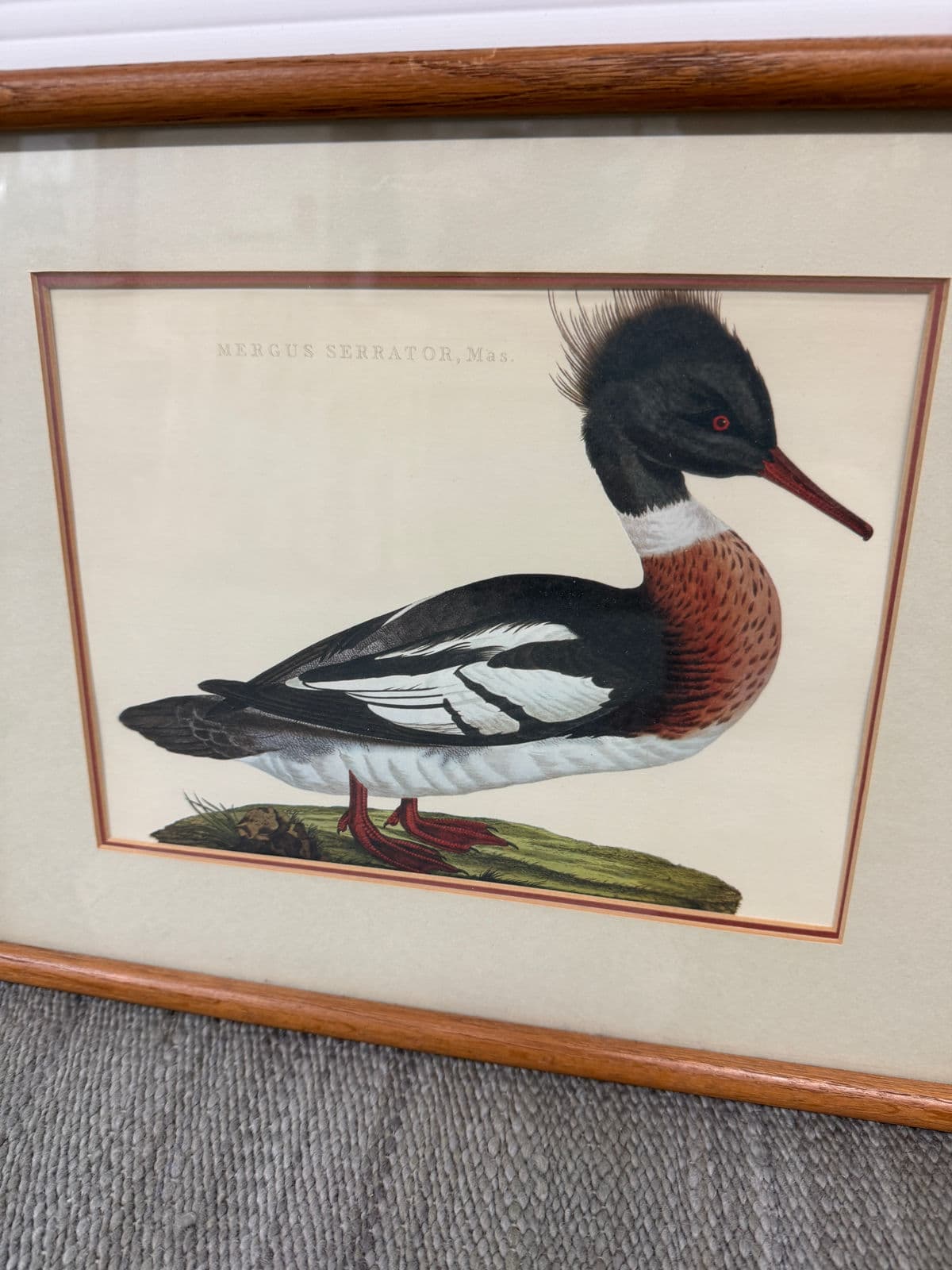 Jan Christian Sepp Merganser Duck Engraving Reproductions, Pair - Thumbnail 3