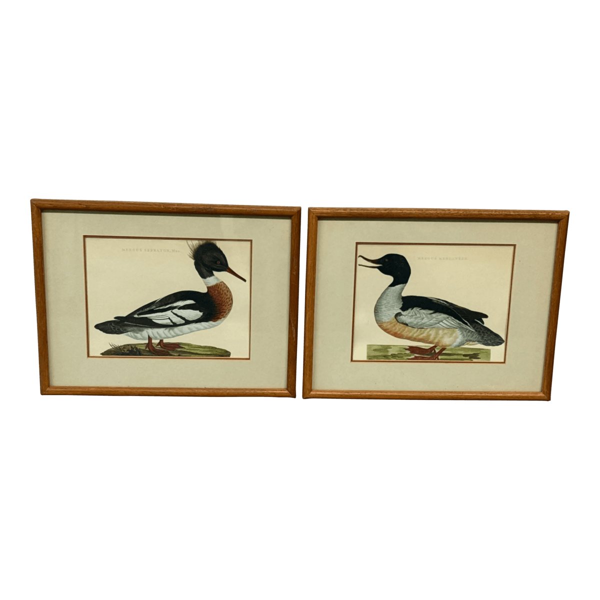 Jan Christian Sepp Merganser Duck Engraving Reproductions, Pair - Thumbnail 2
