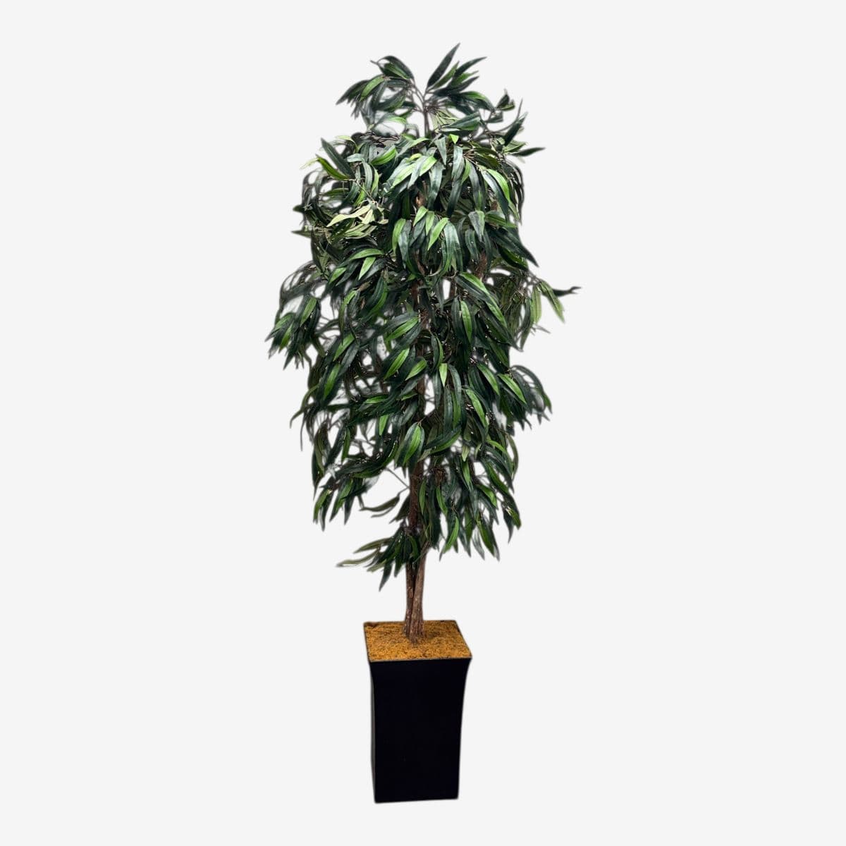 Faux Mango Tree + Tapered Black Planter - Image 1