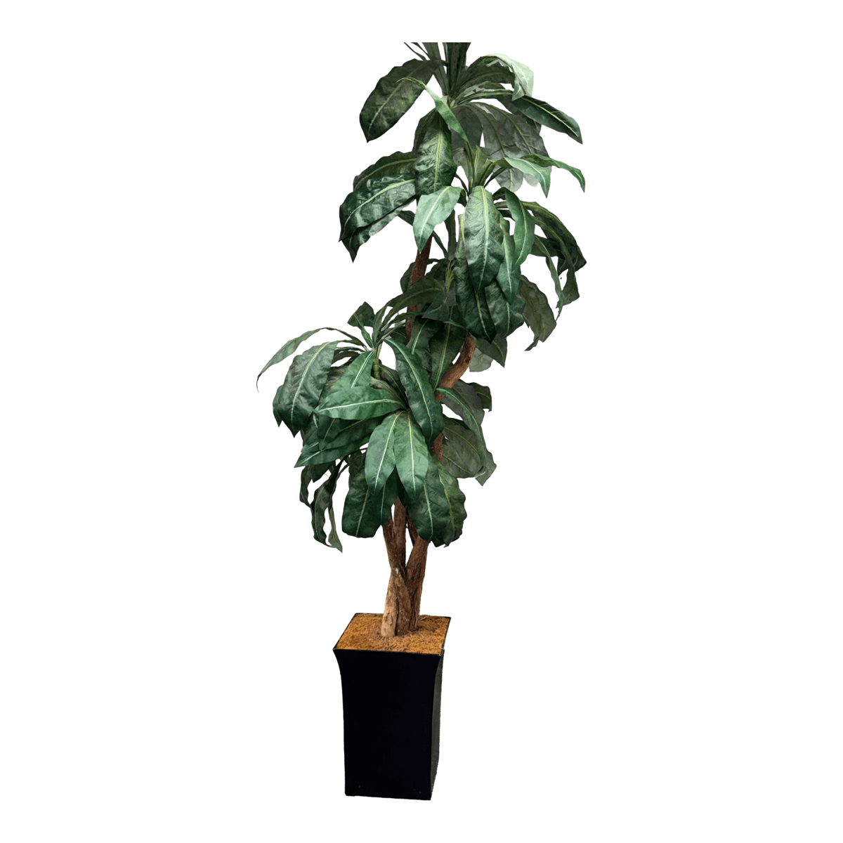 Faux Bird Nest Palm + Black Tapered Planter - Thumbnail 2