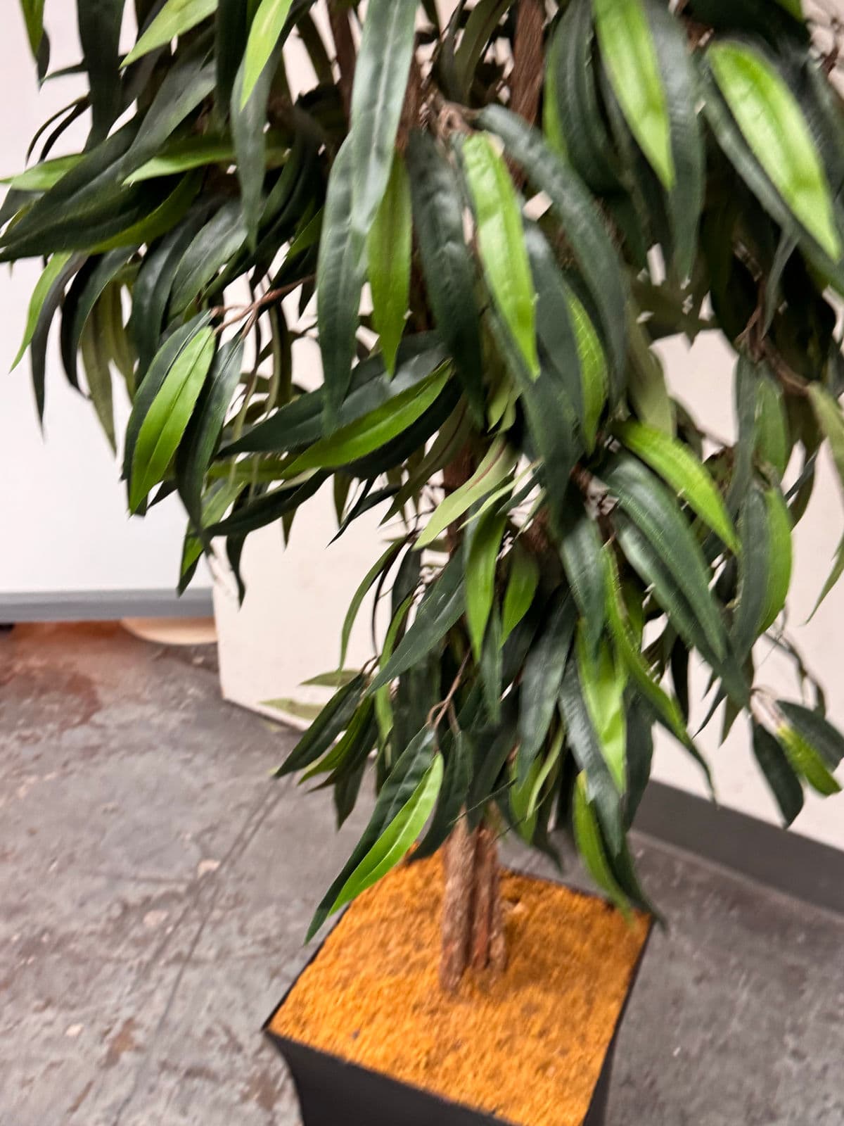 Faux Mango Tree + Tapered Black Planter - Thumbnail 10