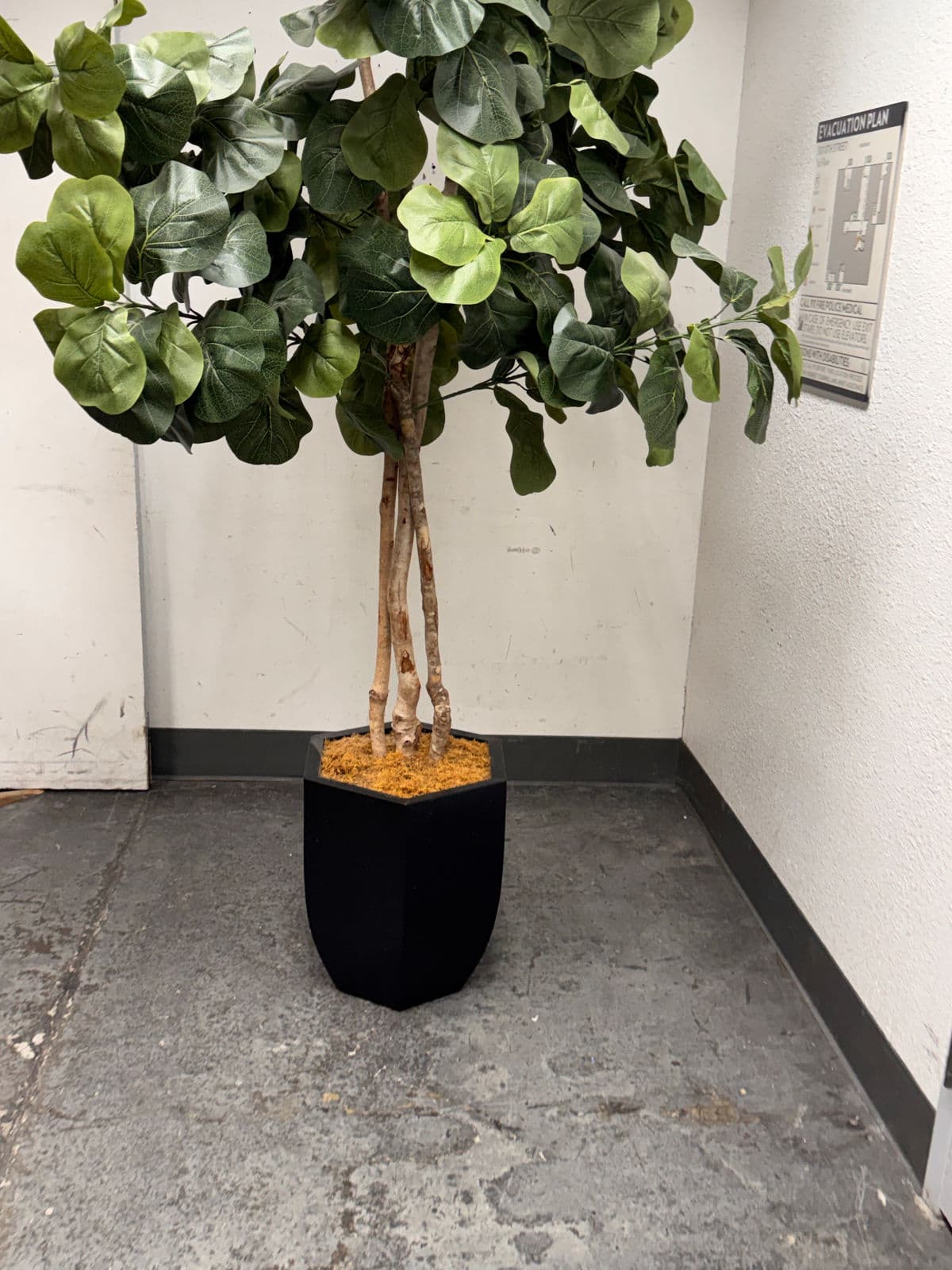 Faux Fiddle Leaf Fig Tree + Tapered Black Planter - Thumbnail 4