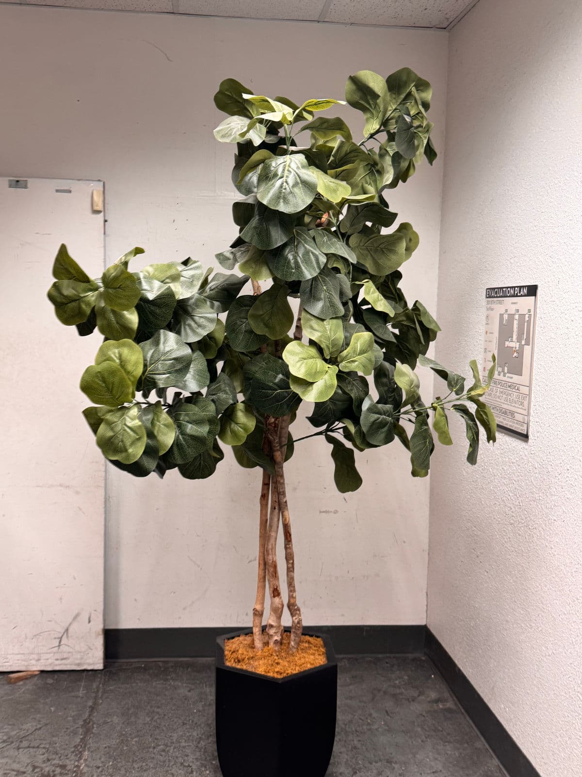 Faux Fiddle Leaf Fig Tree + Tapered Black Planter - Thumbnail 8