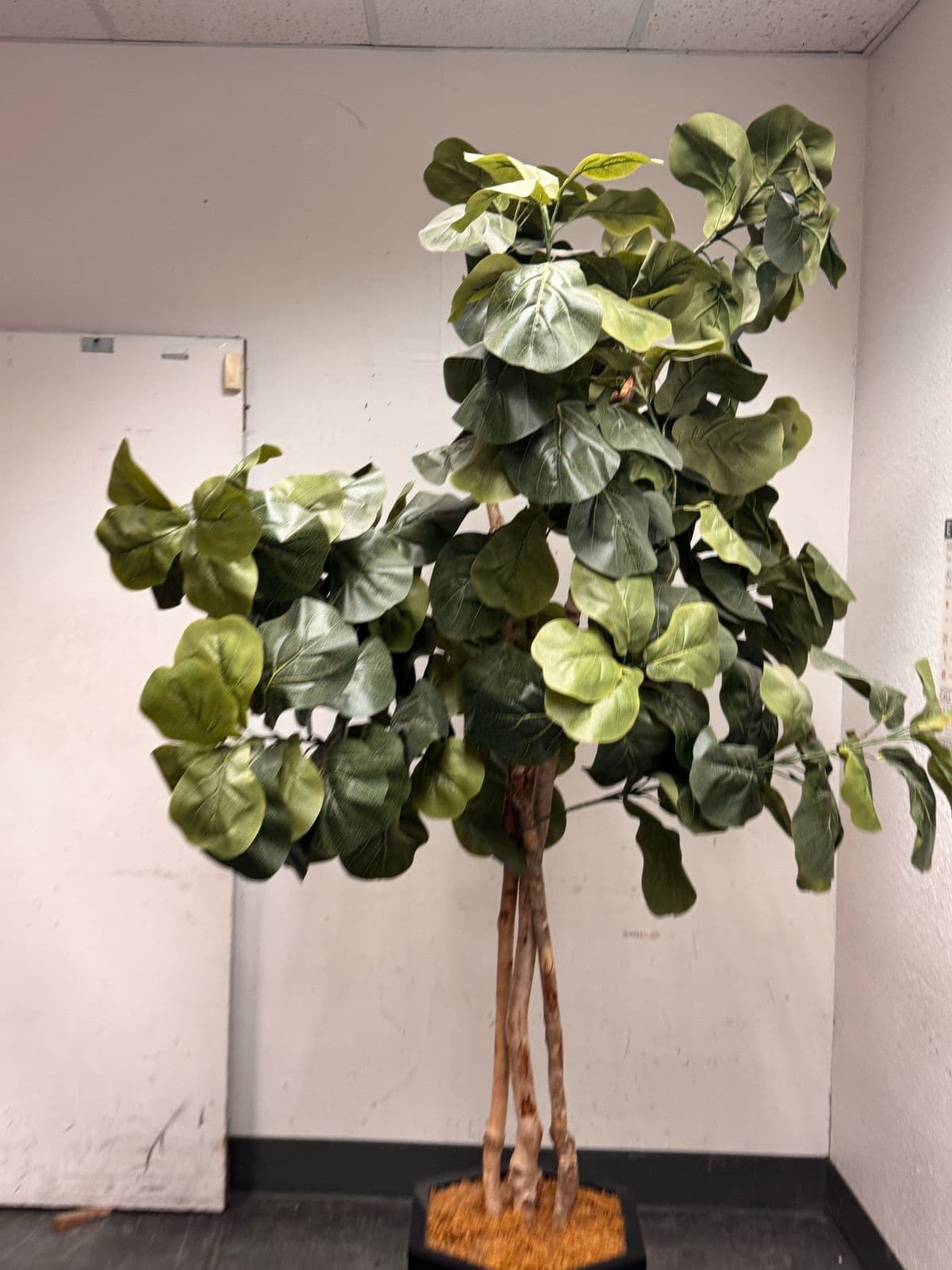 Faux Fiddle Leaf Fig Tree + Tapered Black Planter - Thumbnail 9