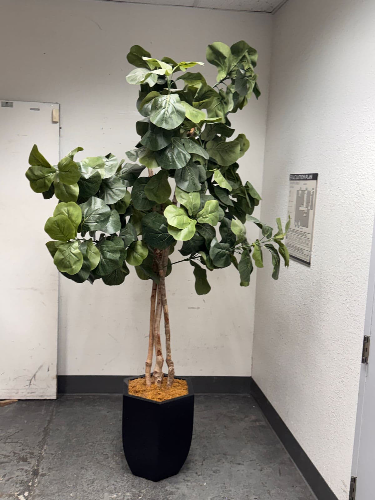 Faux Fiddle Leaf Fig Tree + Tapered Black Planter - Thumbnail 3