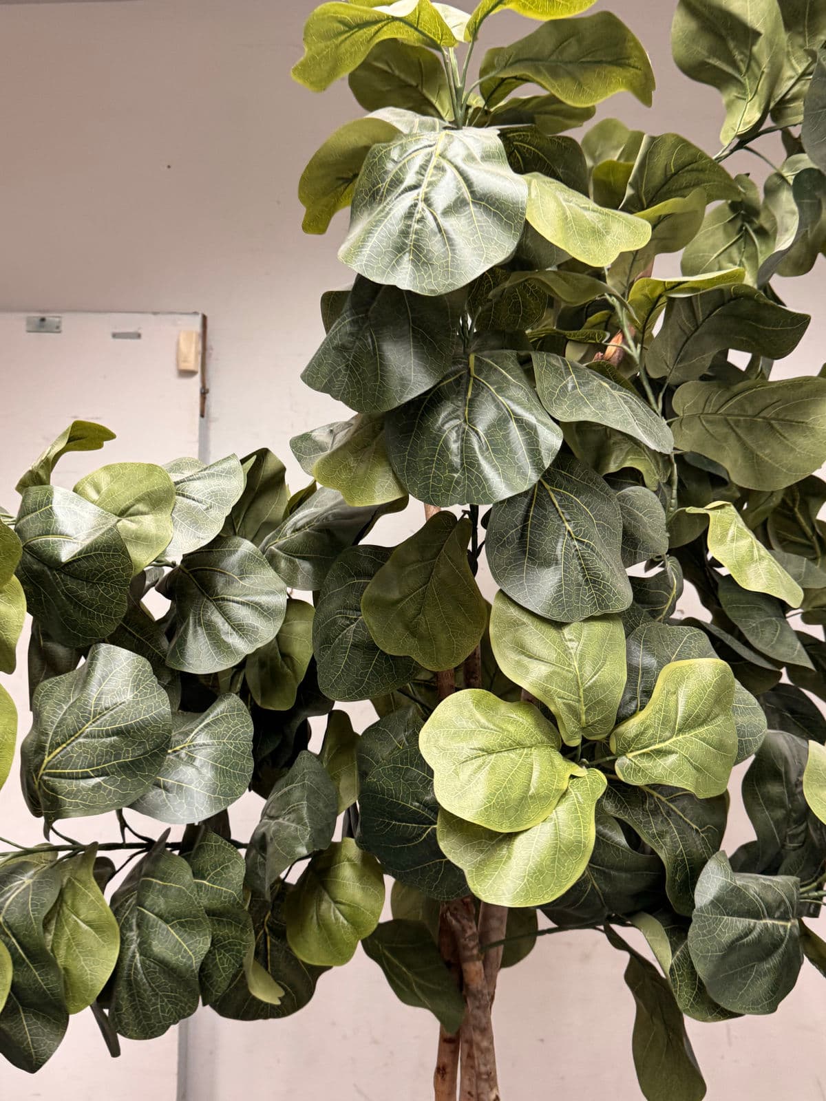 Faux Fiddle Leaf Fig Tree + Tapered Black Planter - Thumbnail 10