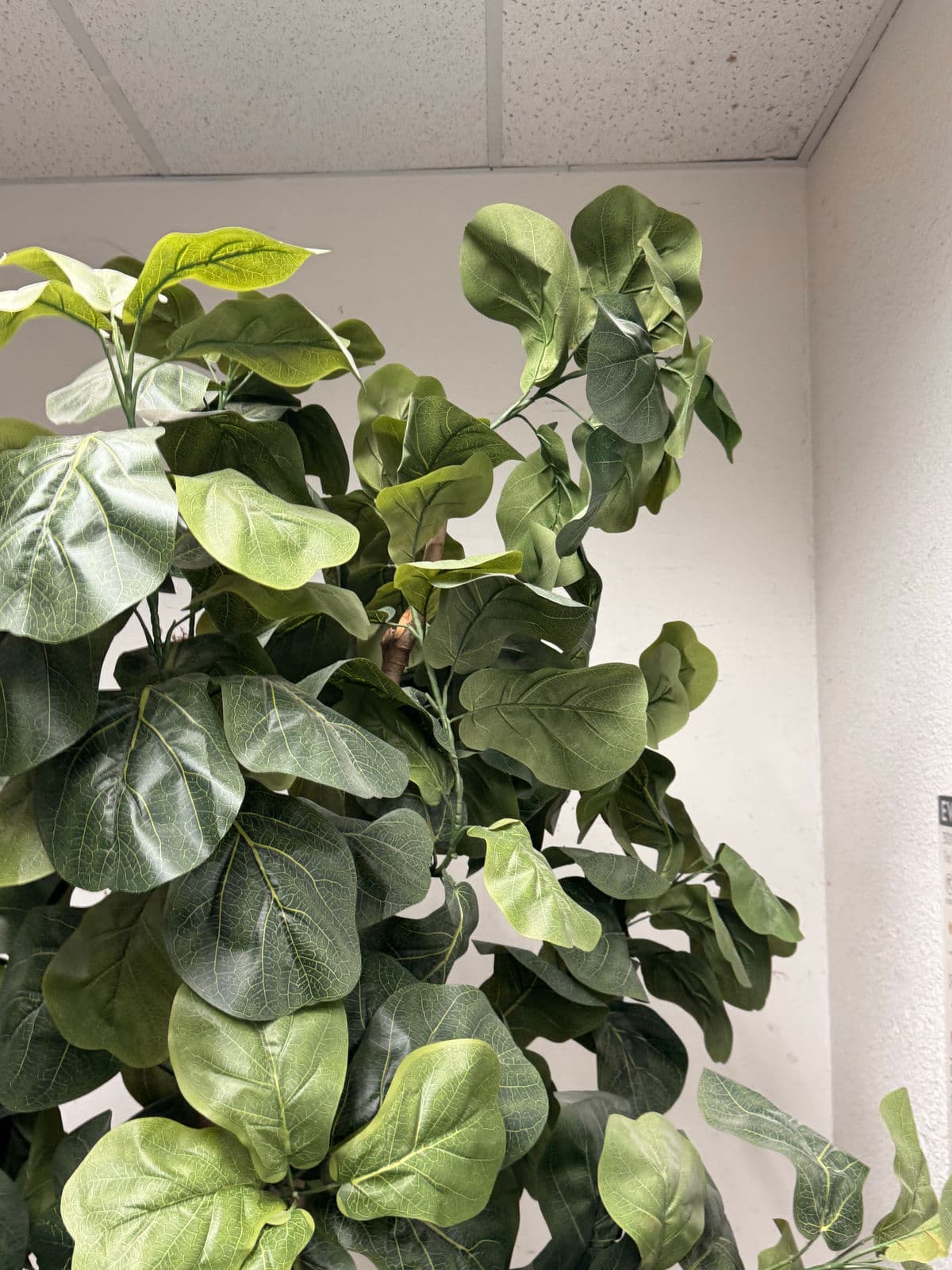 Faux Fiddle Leaf Fig Tree + Tapered Black Planter - Thumbnail 6