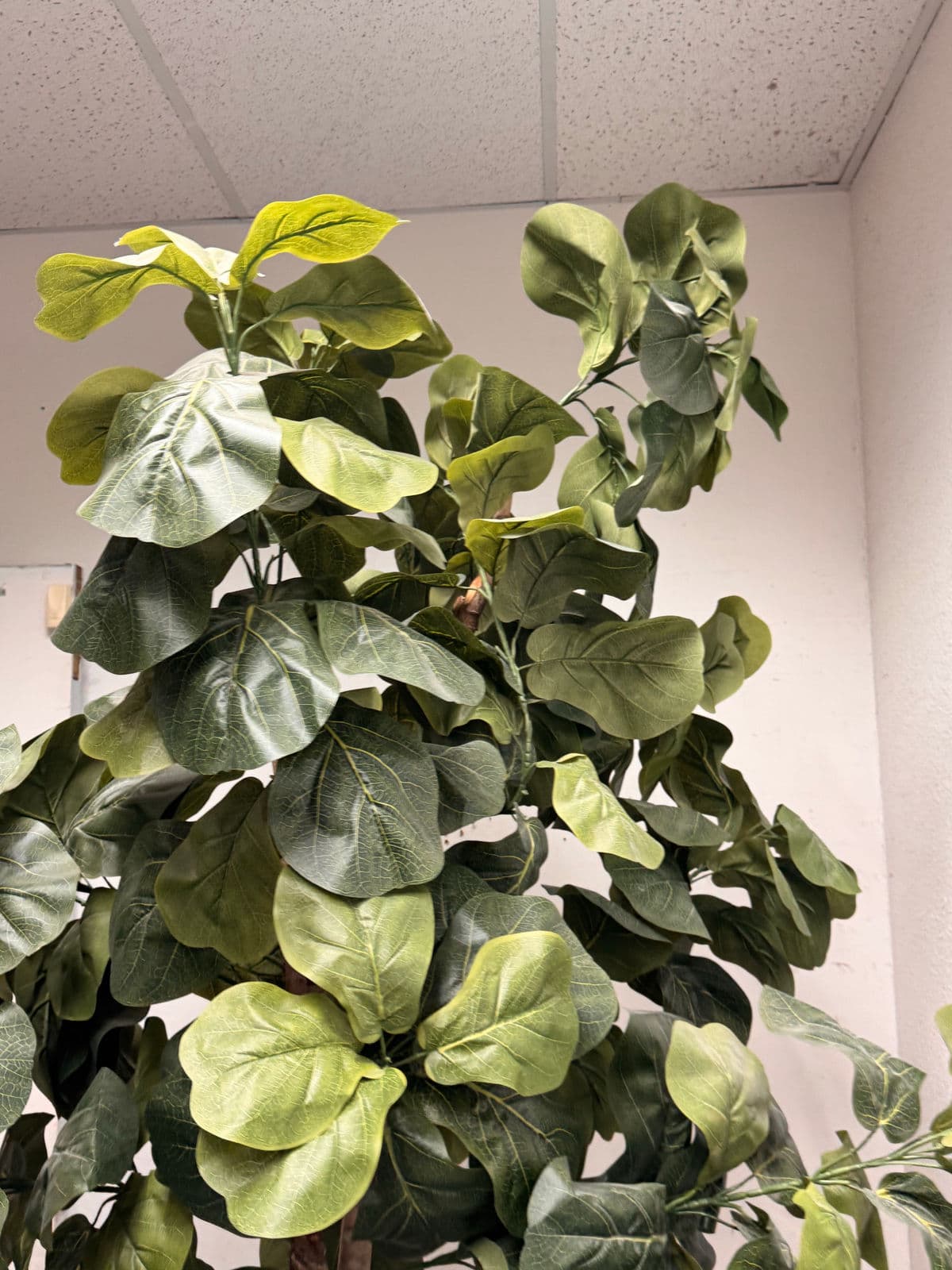 Faux Fiddle Leaf Fig Tree + Tapered Black Planter - Thumbnail 7