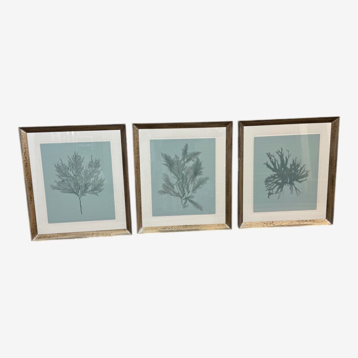 Soicher Marin Gallery Blue Ocean Coral Prints, Set of Three - Image 1