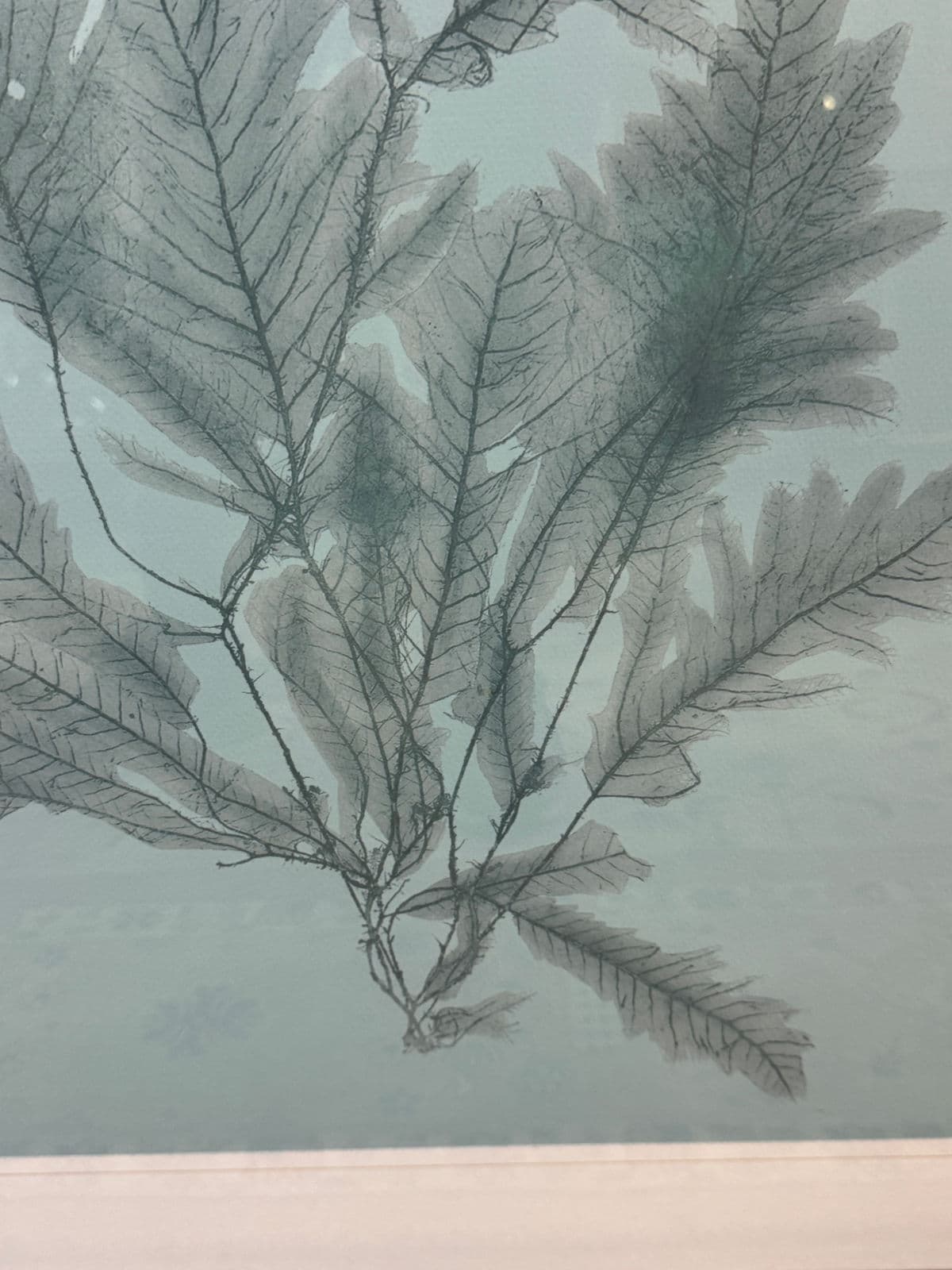 Soicher Marin Gallery Blue Ocean Coral Prints, Set of Three - Thumbnail 5