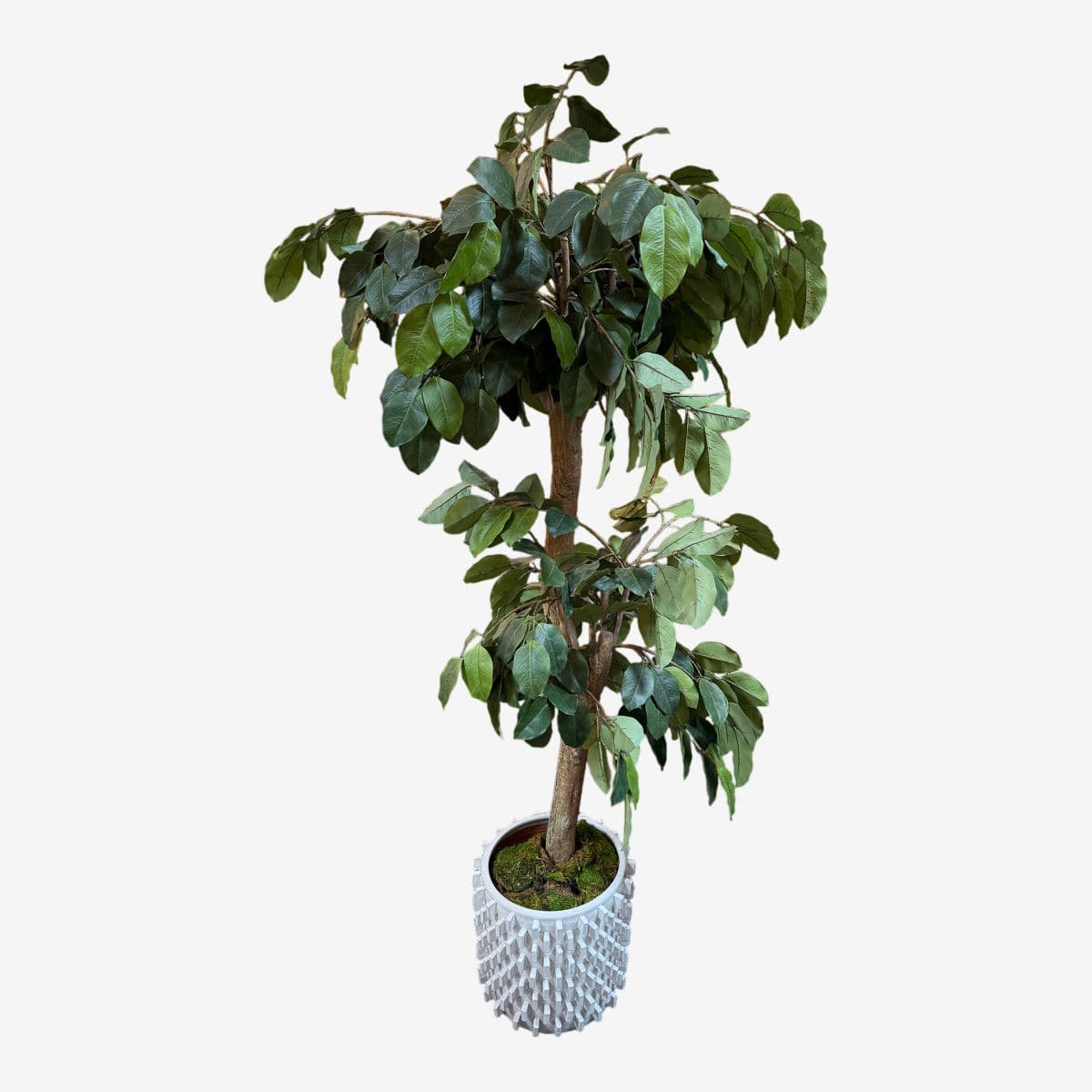 New Growth Design Banyan Tree With Pot - Image 1