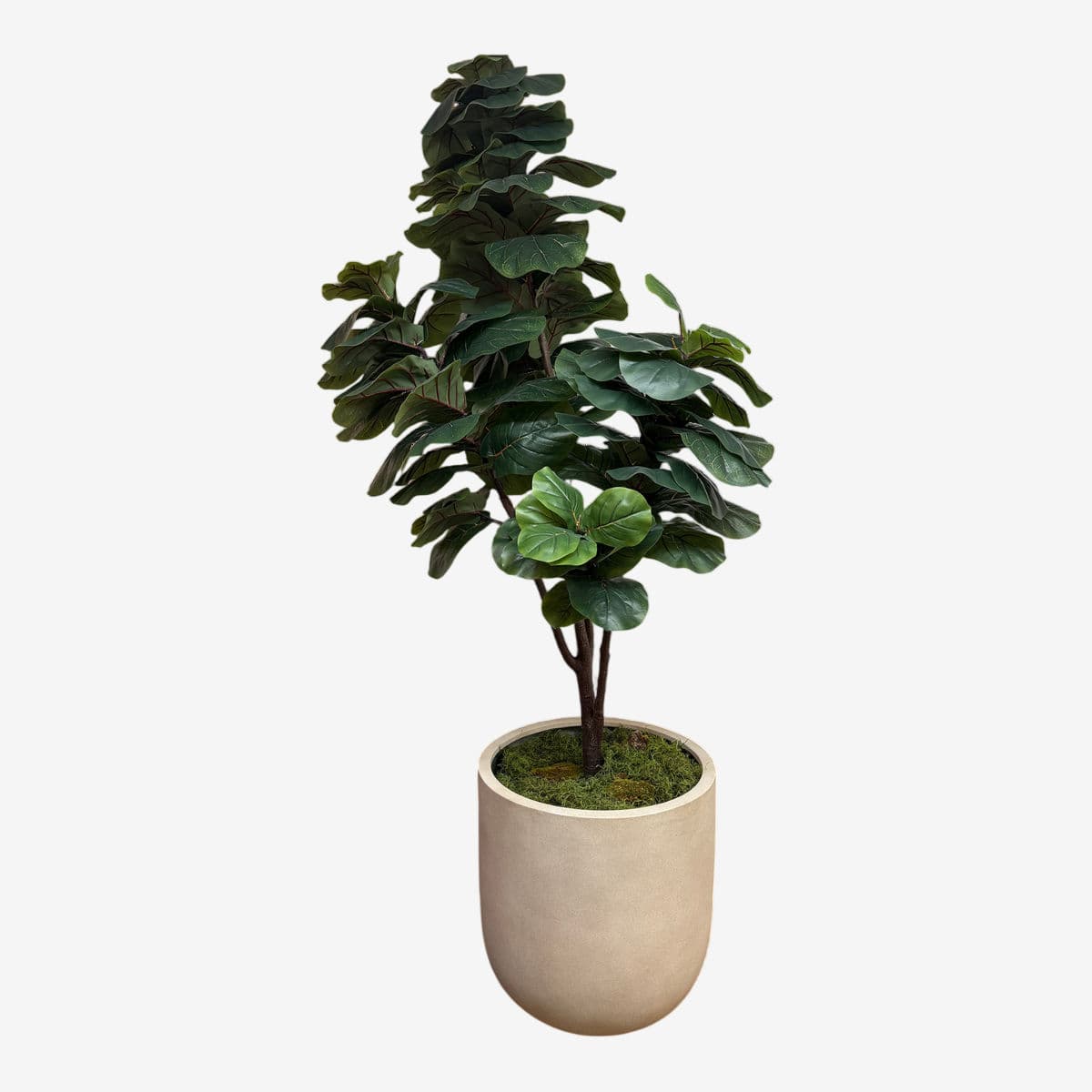 Faux Fiddle Tree in Ceramic Pottery - Image 1