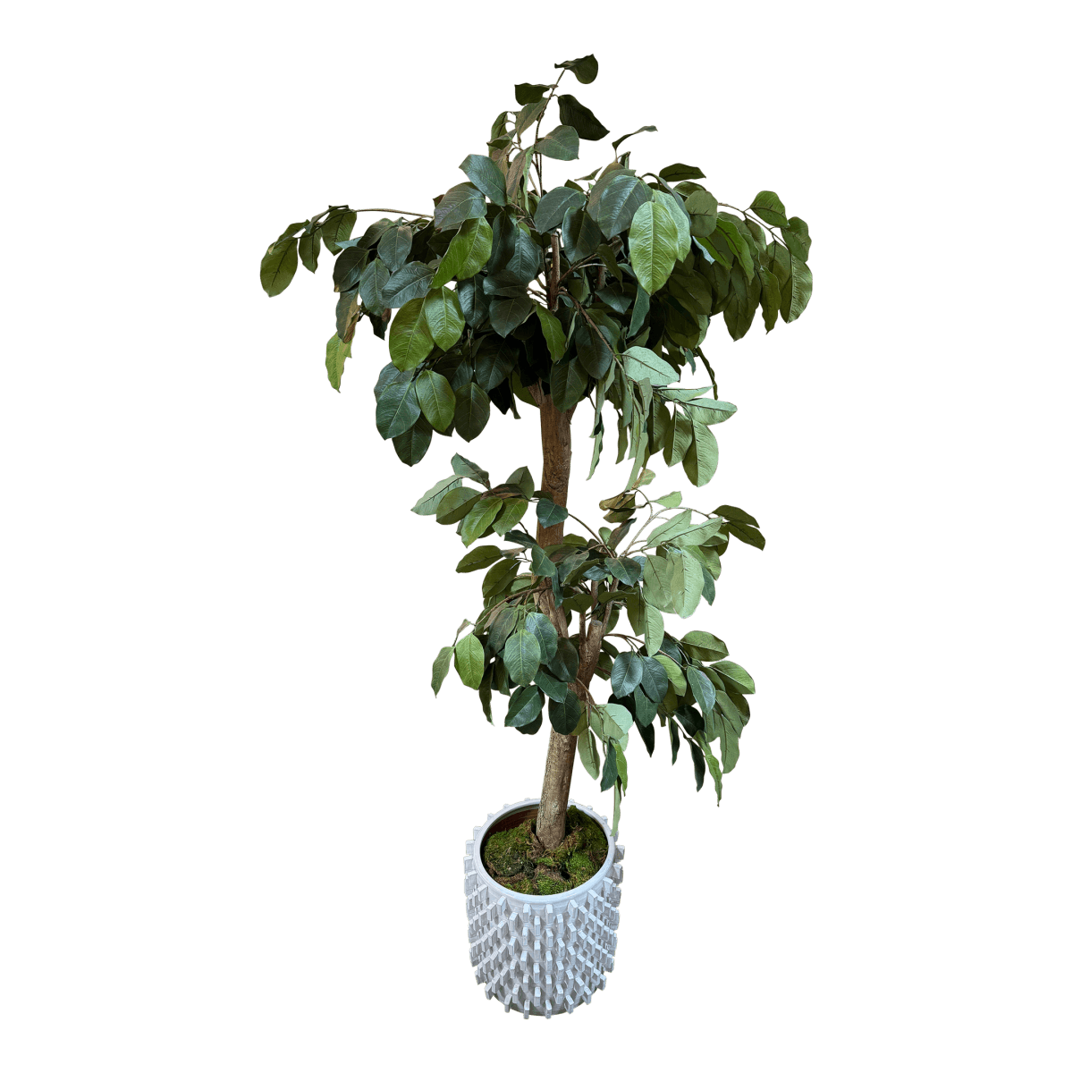 New Growth Design Banyan Tree With Pot - Thumbnail 2