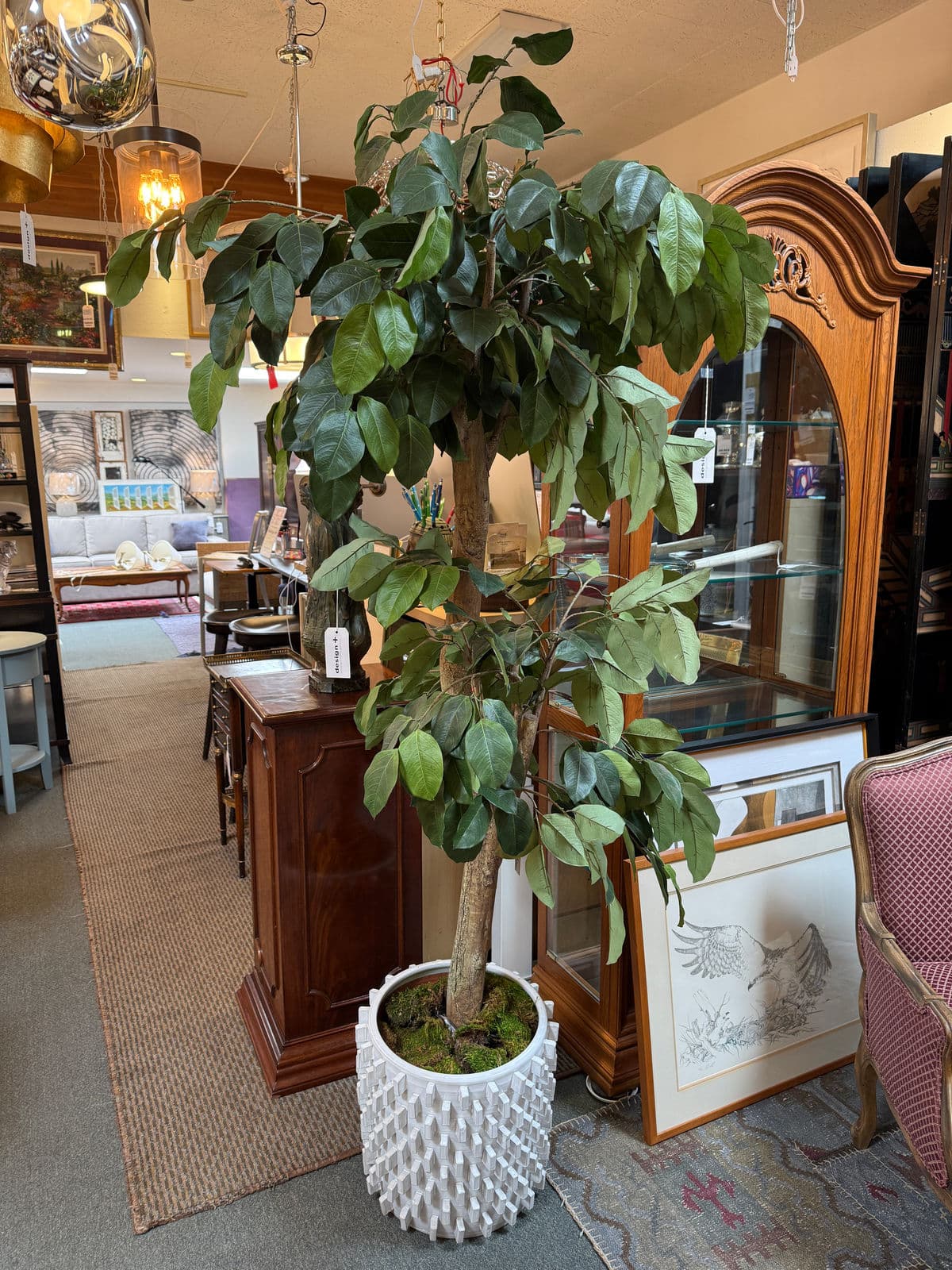 New Growth Design Banyan Tree With Pot - Thumbnail 3