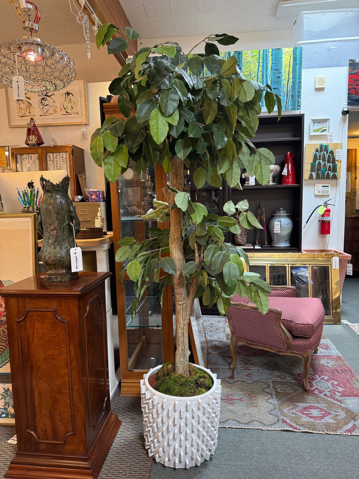 New Growth Design Banyan Tree With Pot - Thumbnail 4