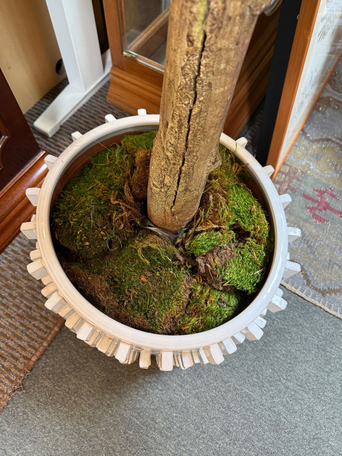 New Growth Design Banyan Tree With Pot - Thumbnail 6